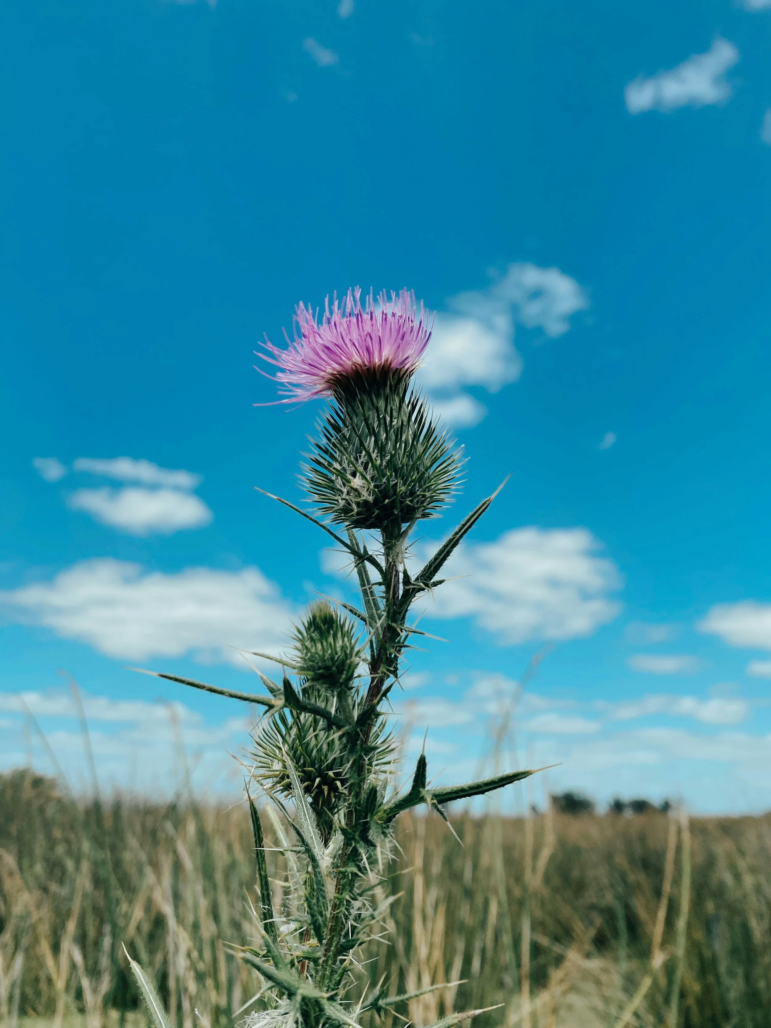 A close-up of a purple thistle flower with spiky green leaves against a background of blue sky and clouds in a field.