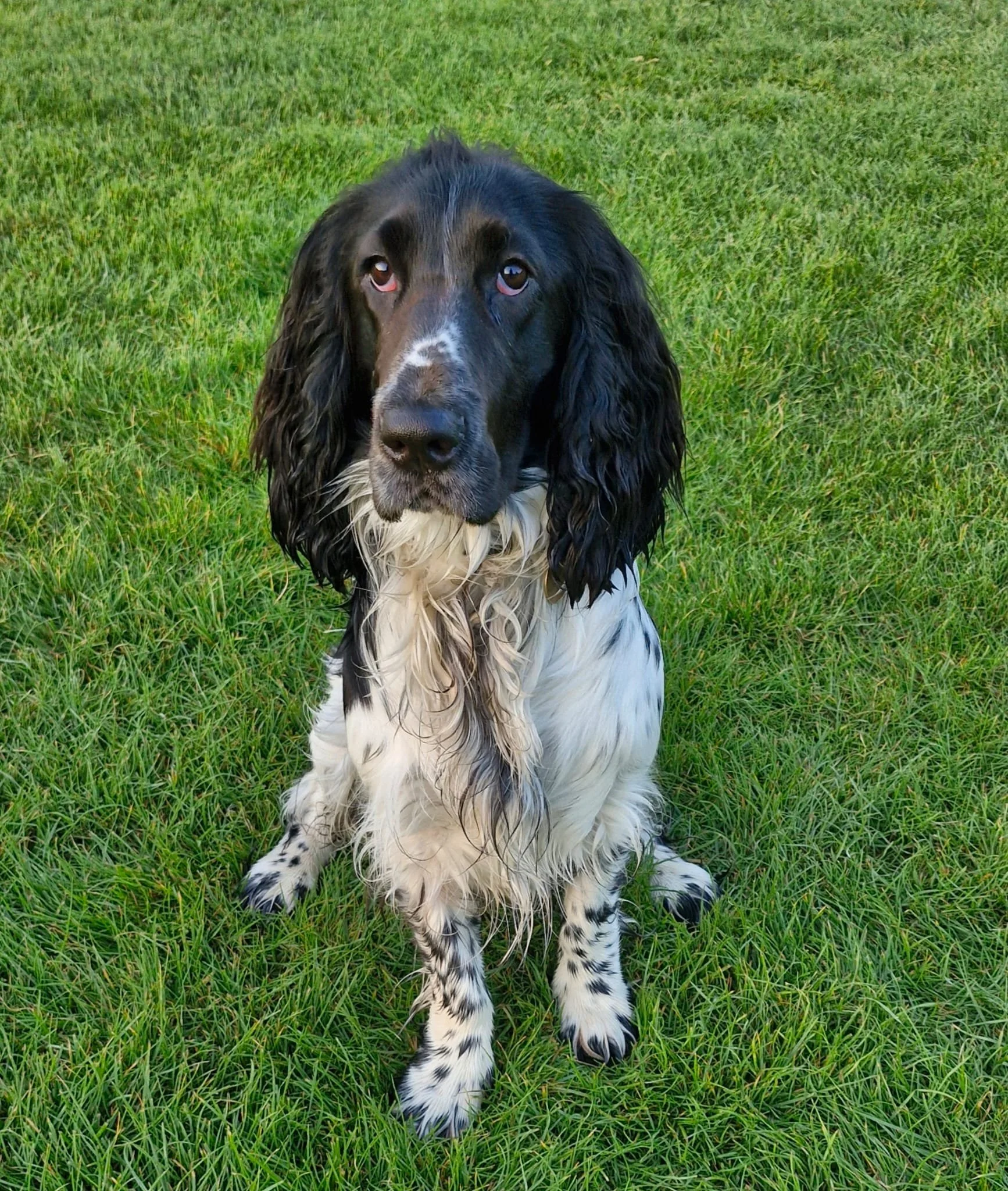 A black and white dog sitting on green grass, looking up with brown eyes.
