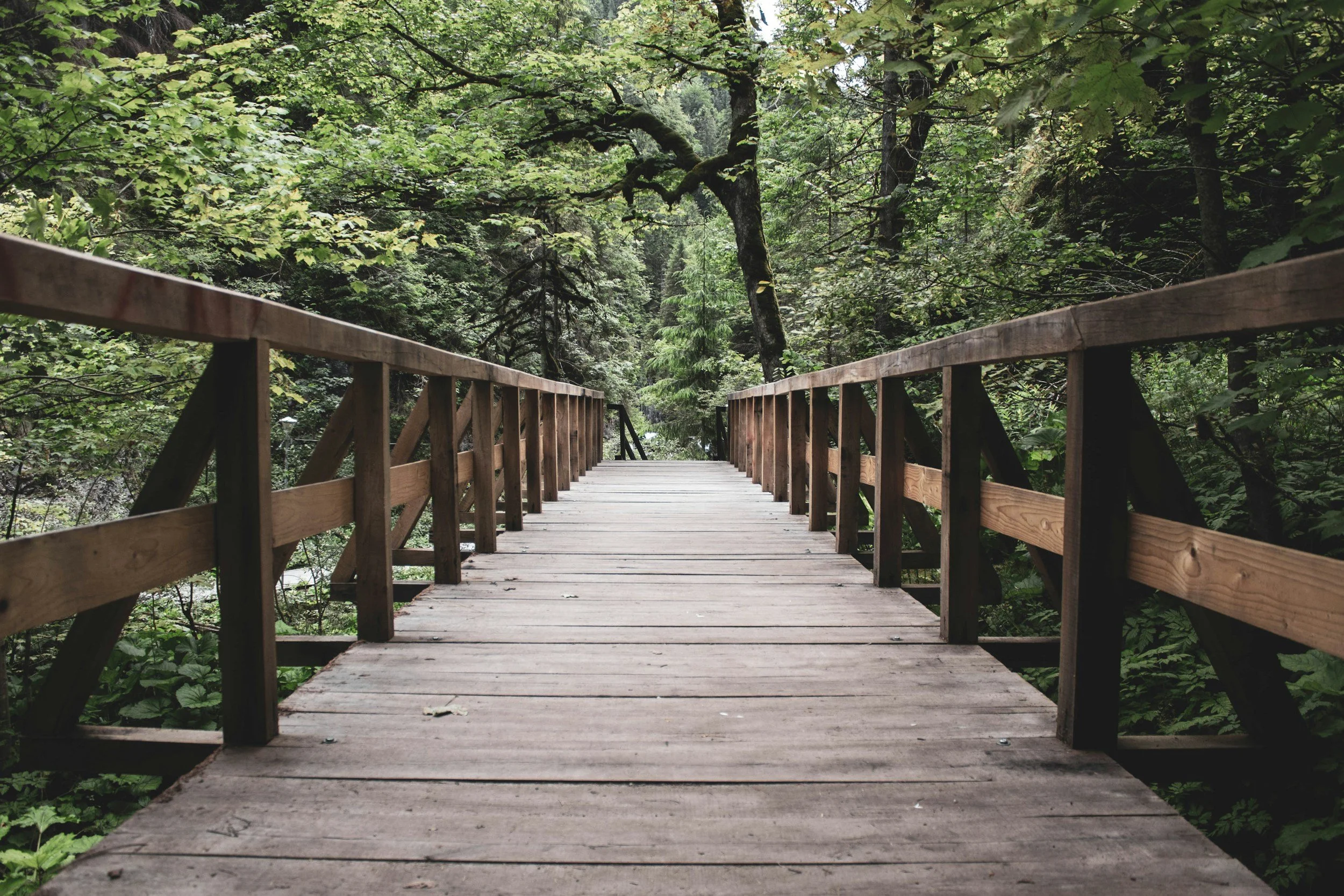 Wooden bridge extending into a lush green forest with dense trees and foliage.