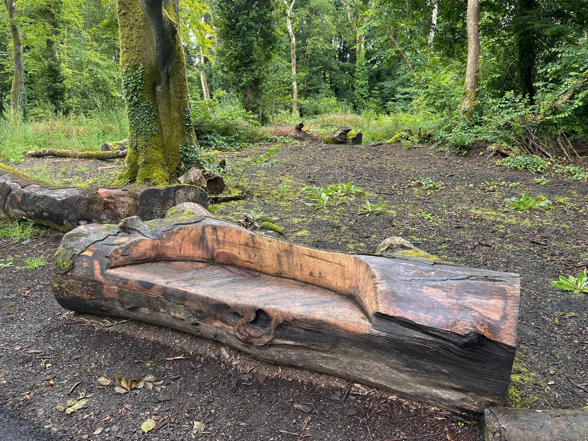 A wooden bench in a green forest with tall trees and moss-covered logs on the ground.