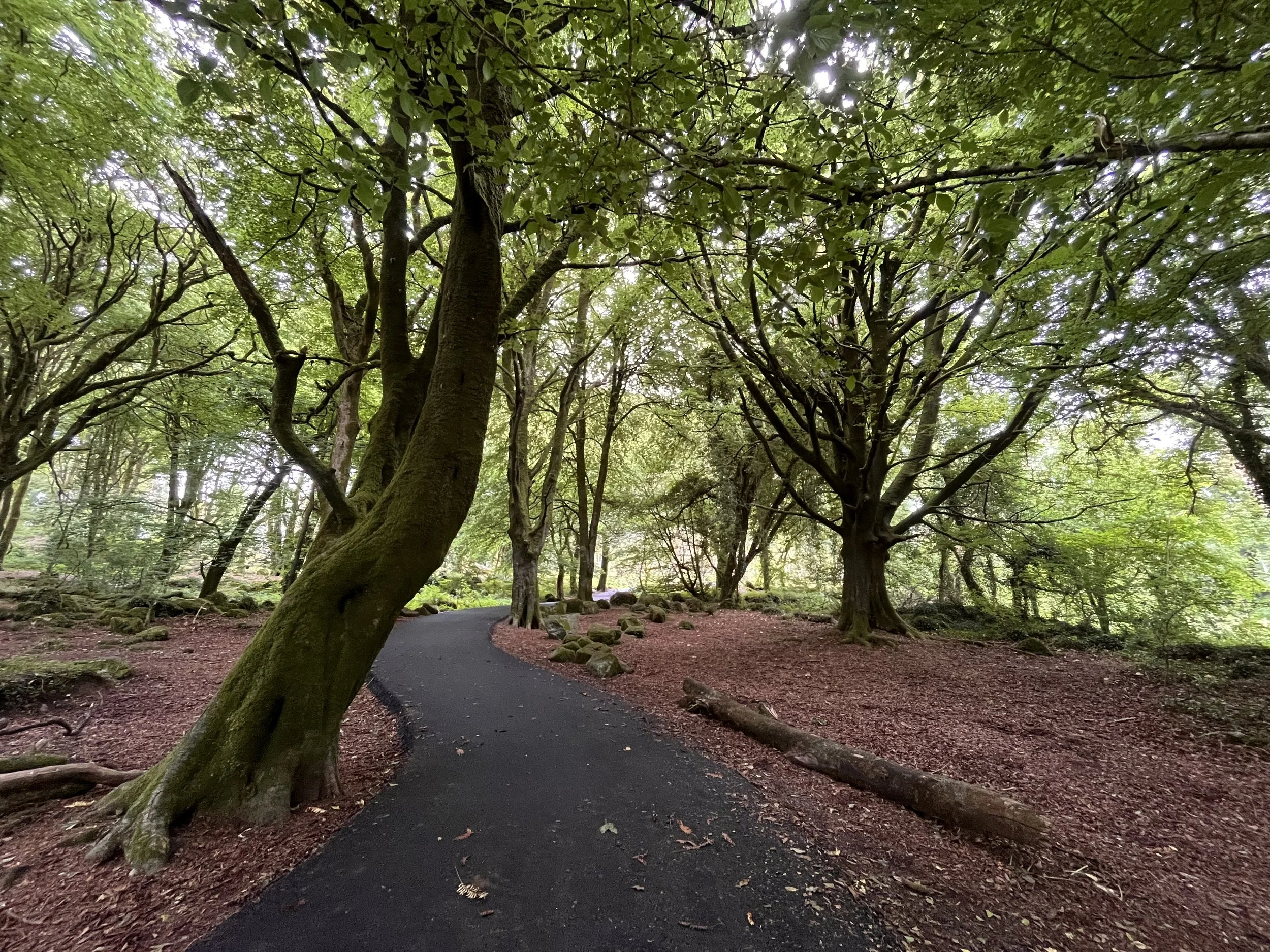 A narrow paved walking path winding through a dense forest with tall, leafy trees on both sides. The trees have dark brown trunks and lush green foliage, with sunlight filtering through the leaves, creating dappled light on the path and forest floor. Moss and rocks are scattered around the base of the trees.