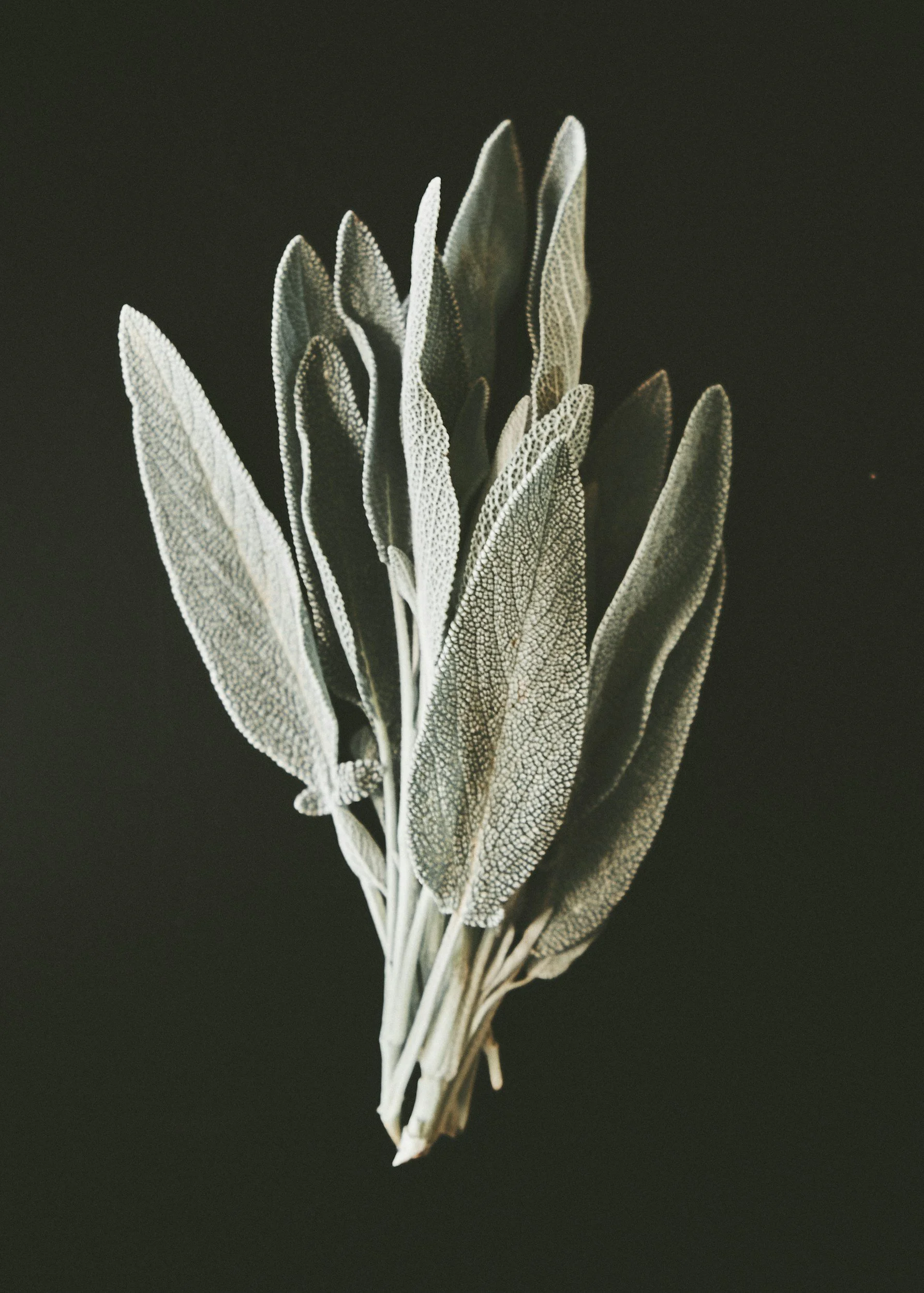Close-up of a cluster of thin, elongated, textured leaves or feathers with intricate vein-like patterns, set against a dark background.