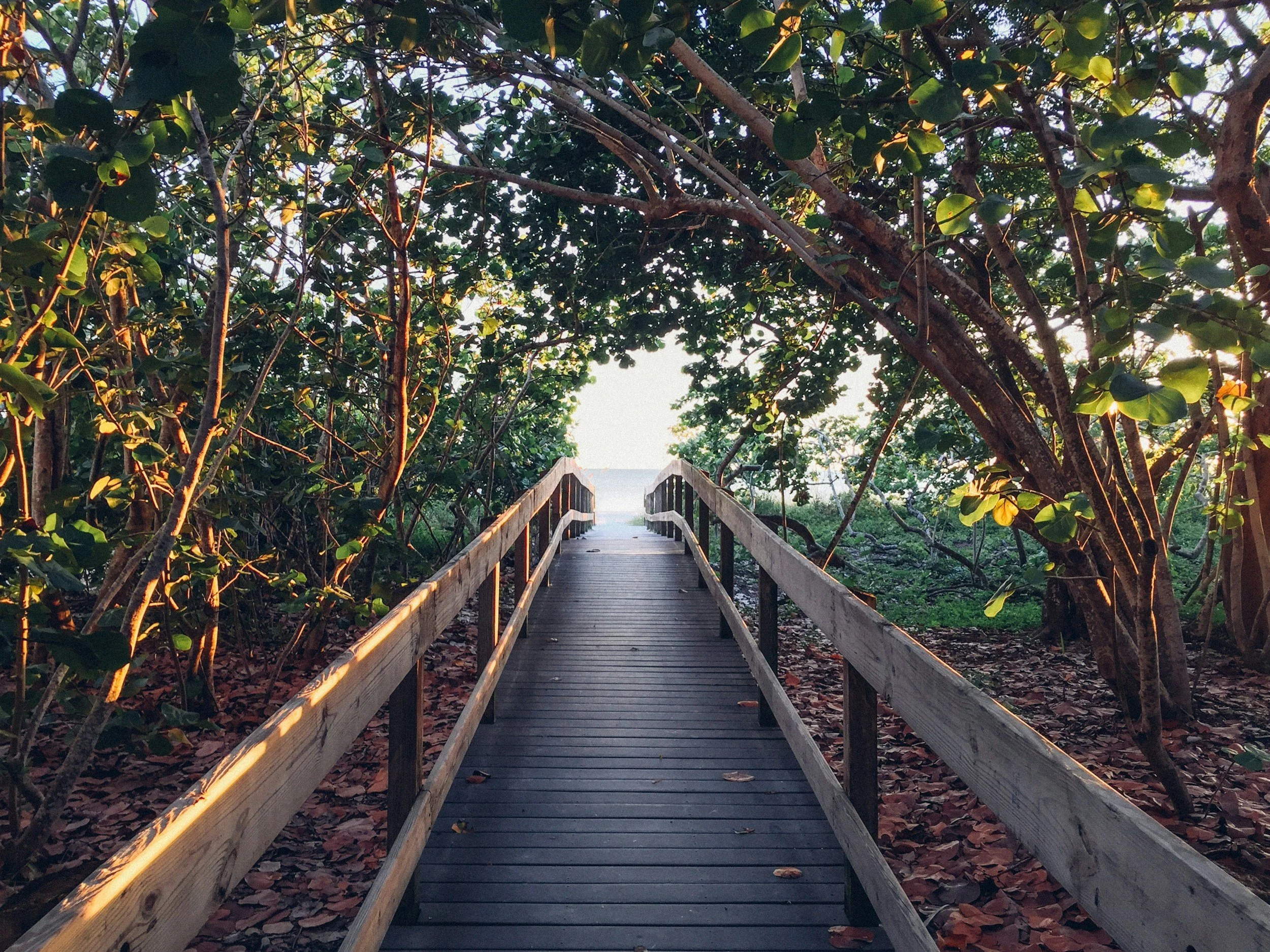 A wooden bridge with railings extending into lush greenery and trees; sunlight filtering through the leaves, creating a serene natural scene.