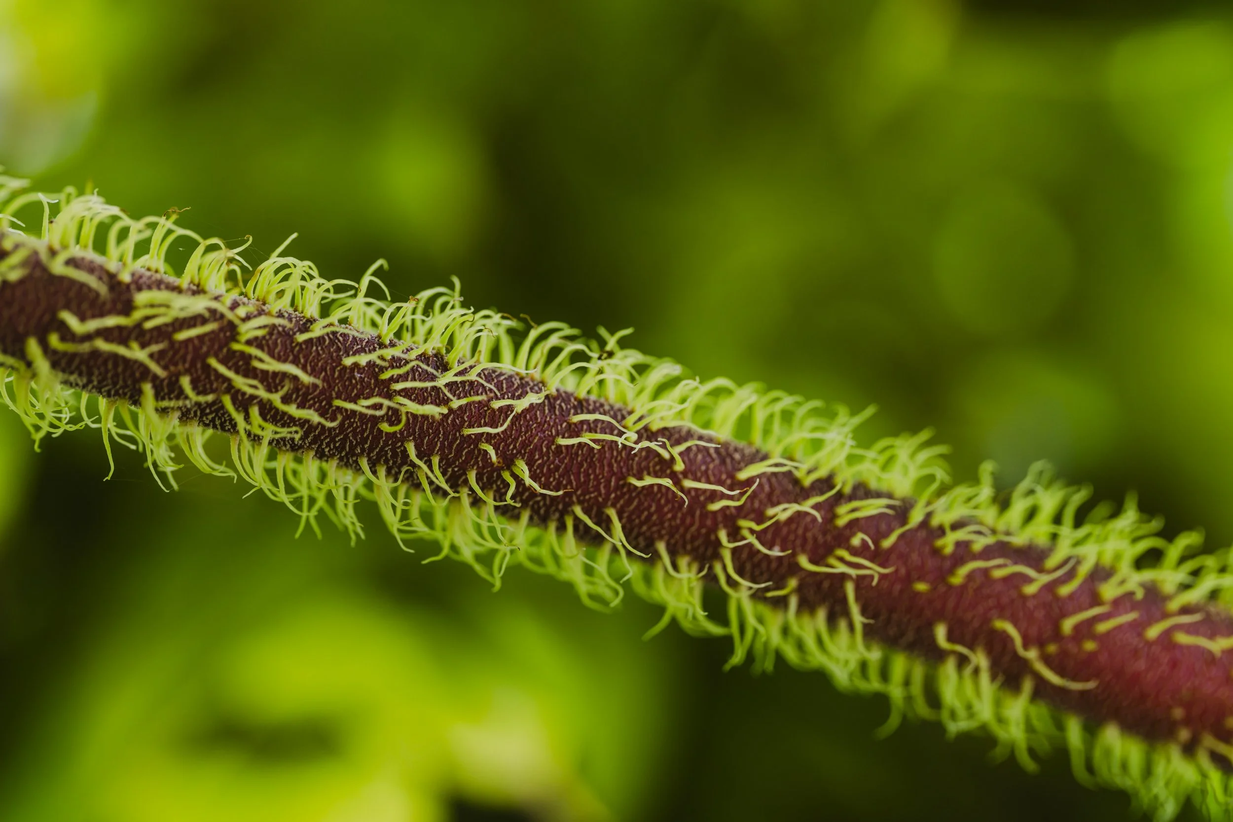 061626_Harnois_Horticulture_Photography_0193.jpg