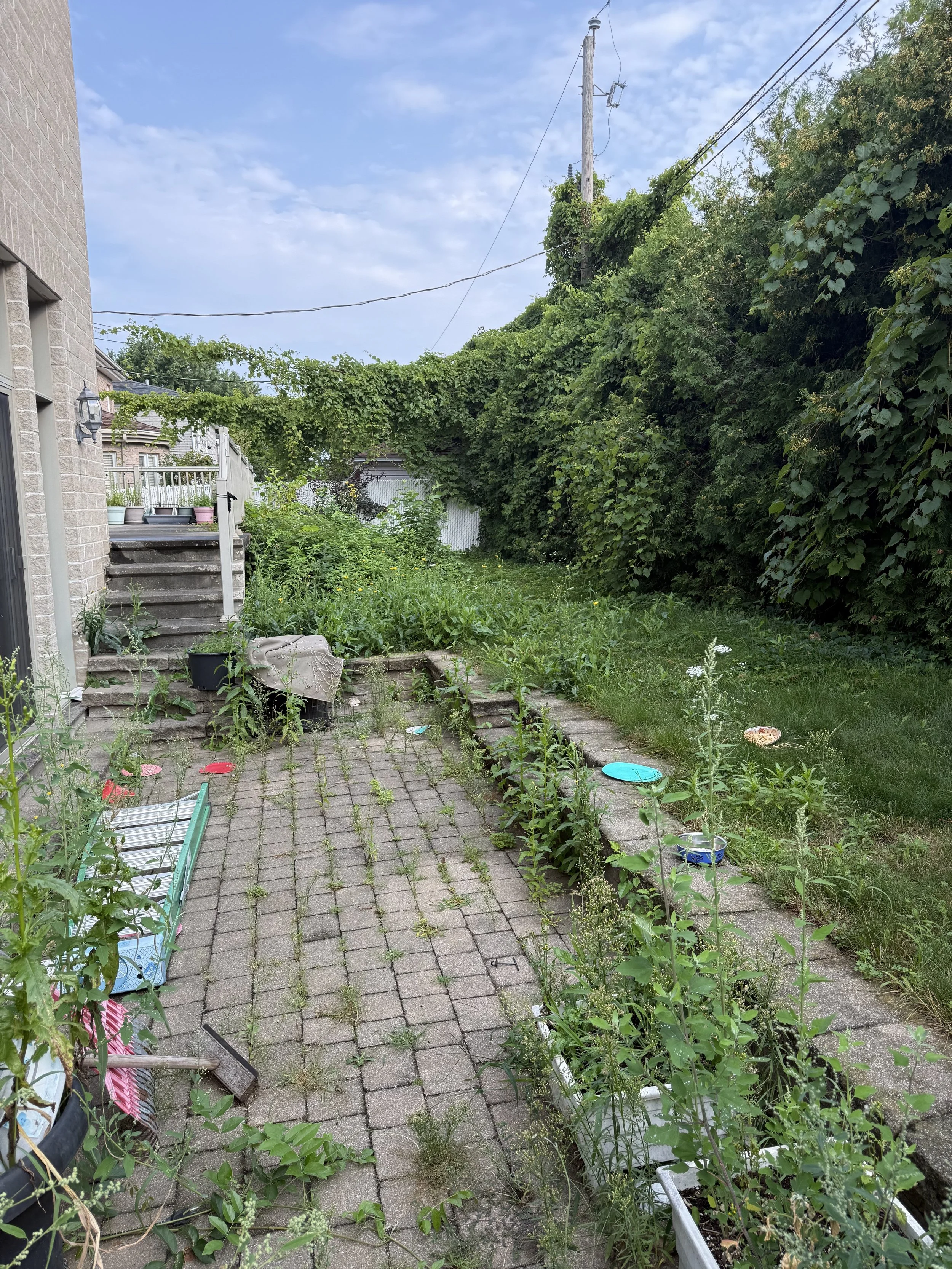 🌿 Garden Restoration & Overgrowth