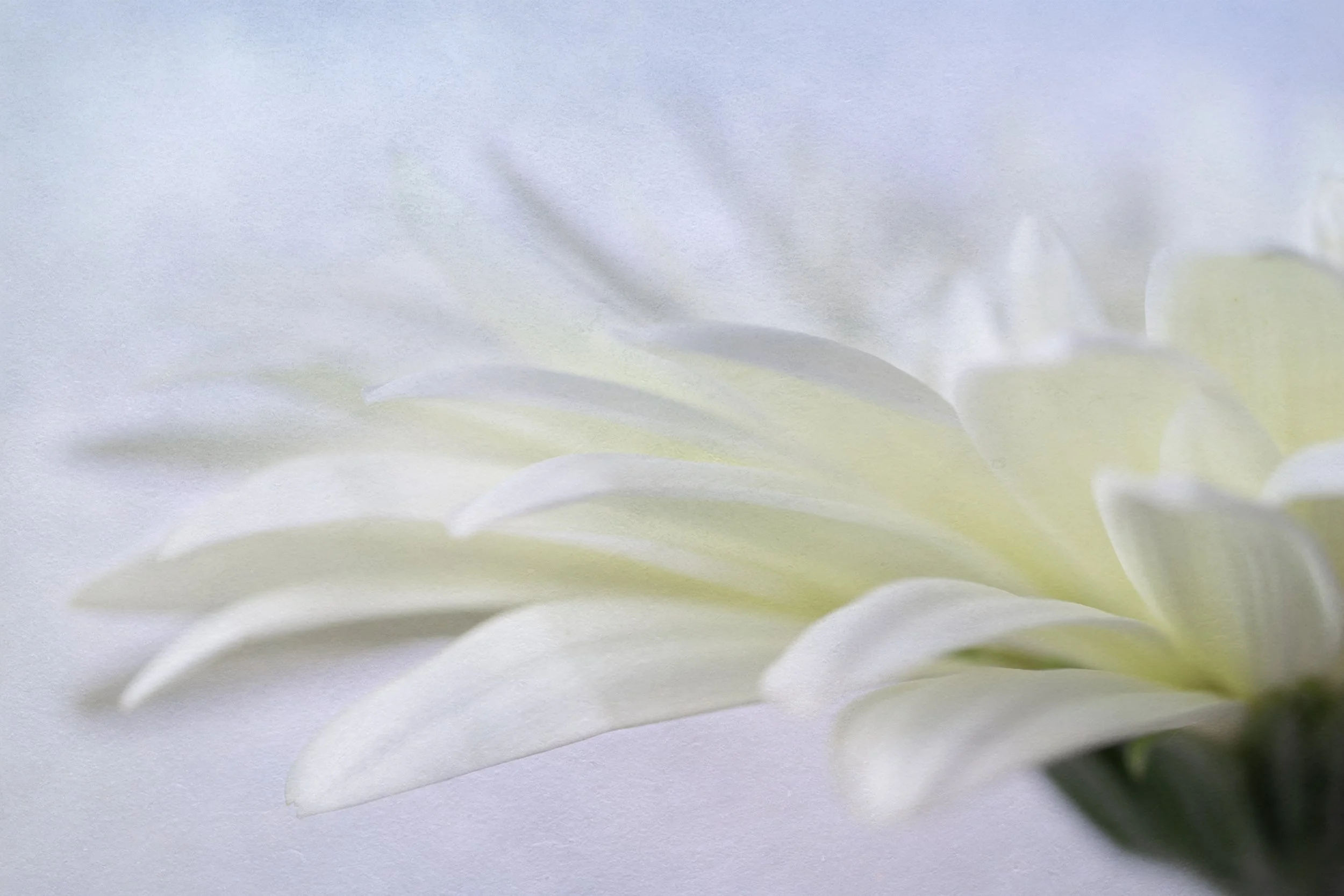 Close-up of white flower petals with a hint of green at the base, soft focus, and a blurred background.