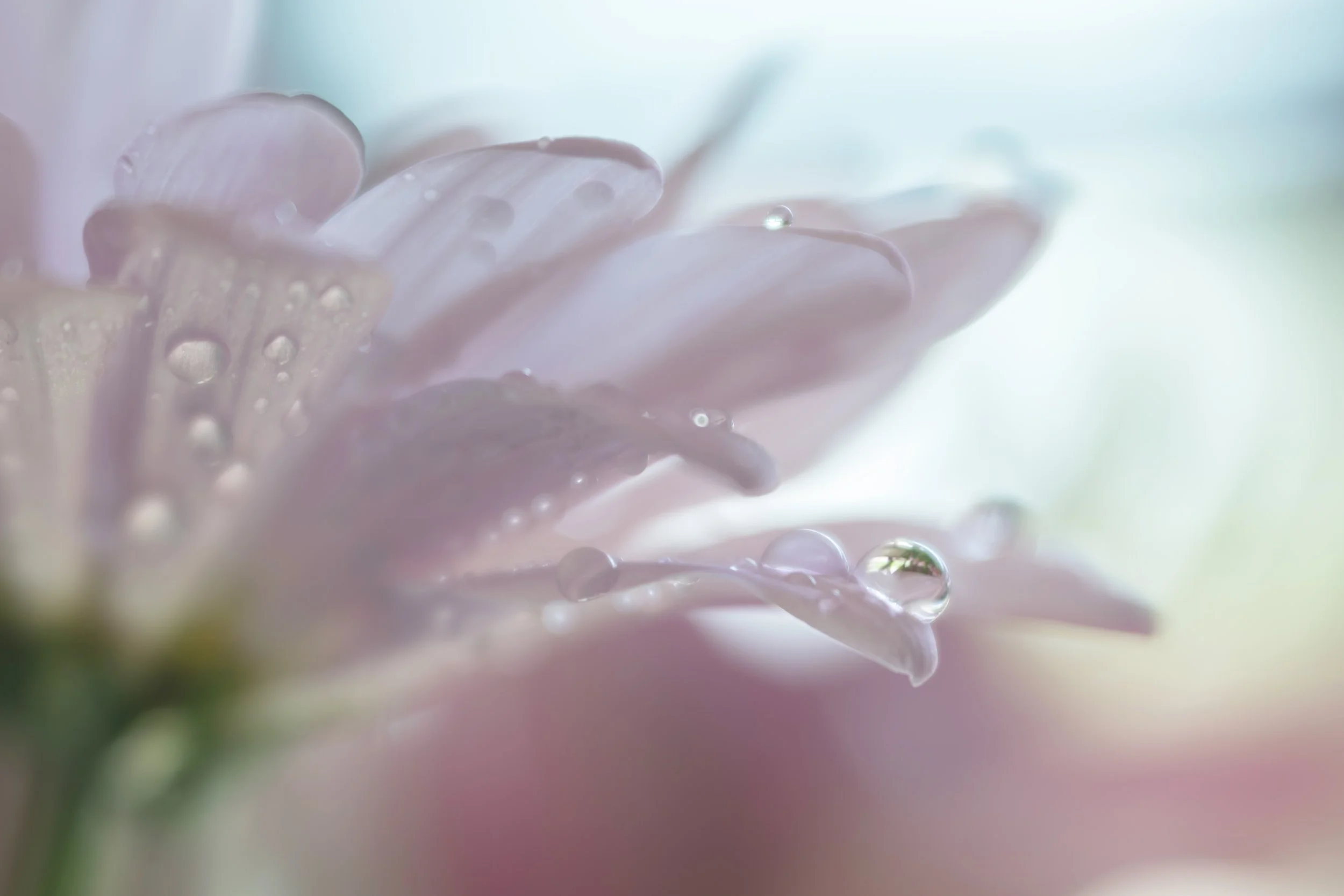 Close-up of pale pink flower petals with water droplets.
