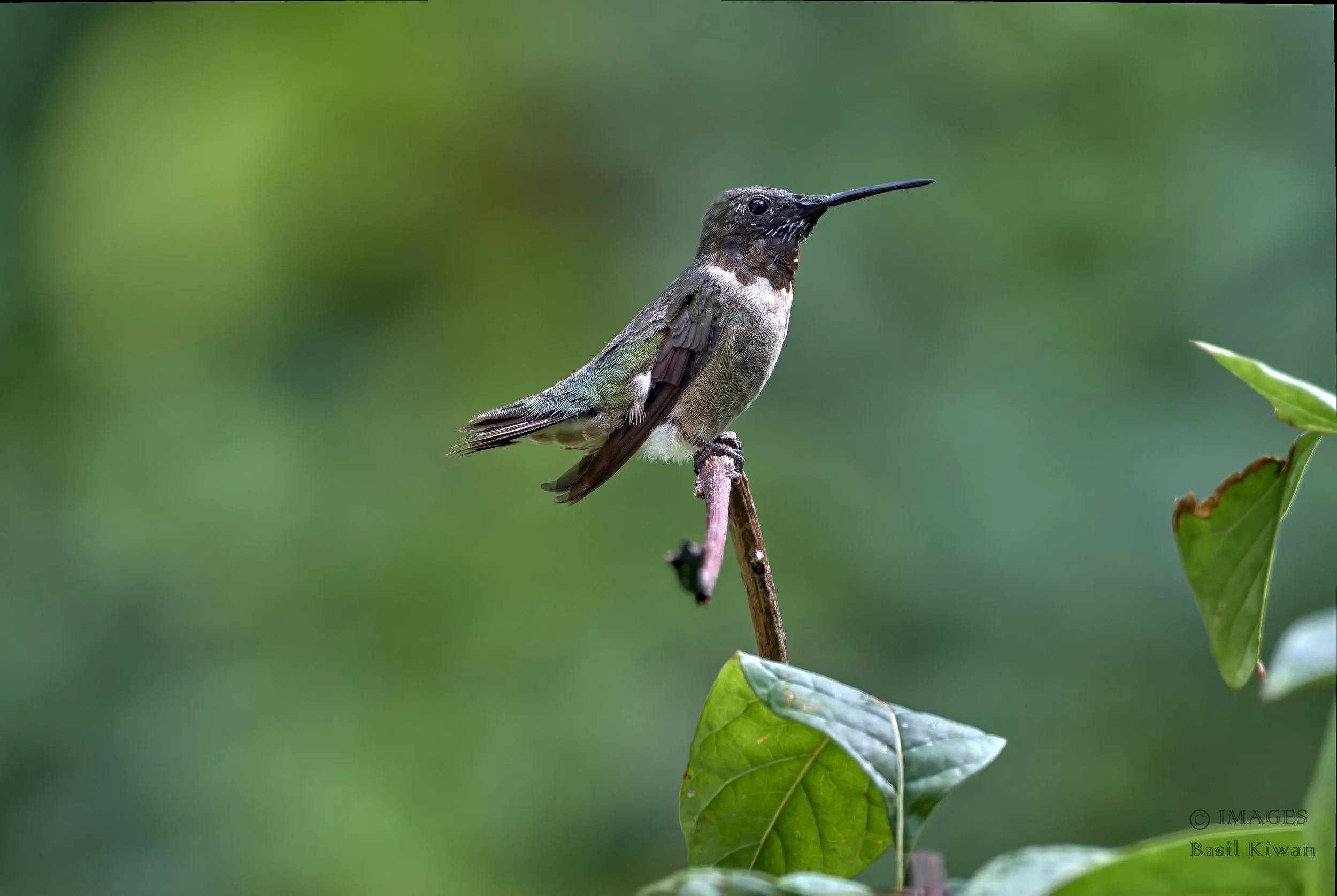 Ruby Throated Hummingbird