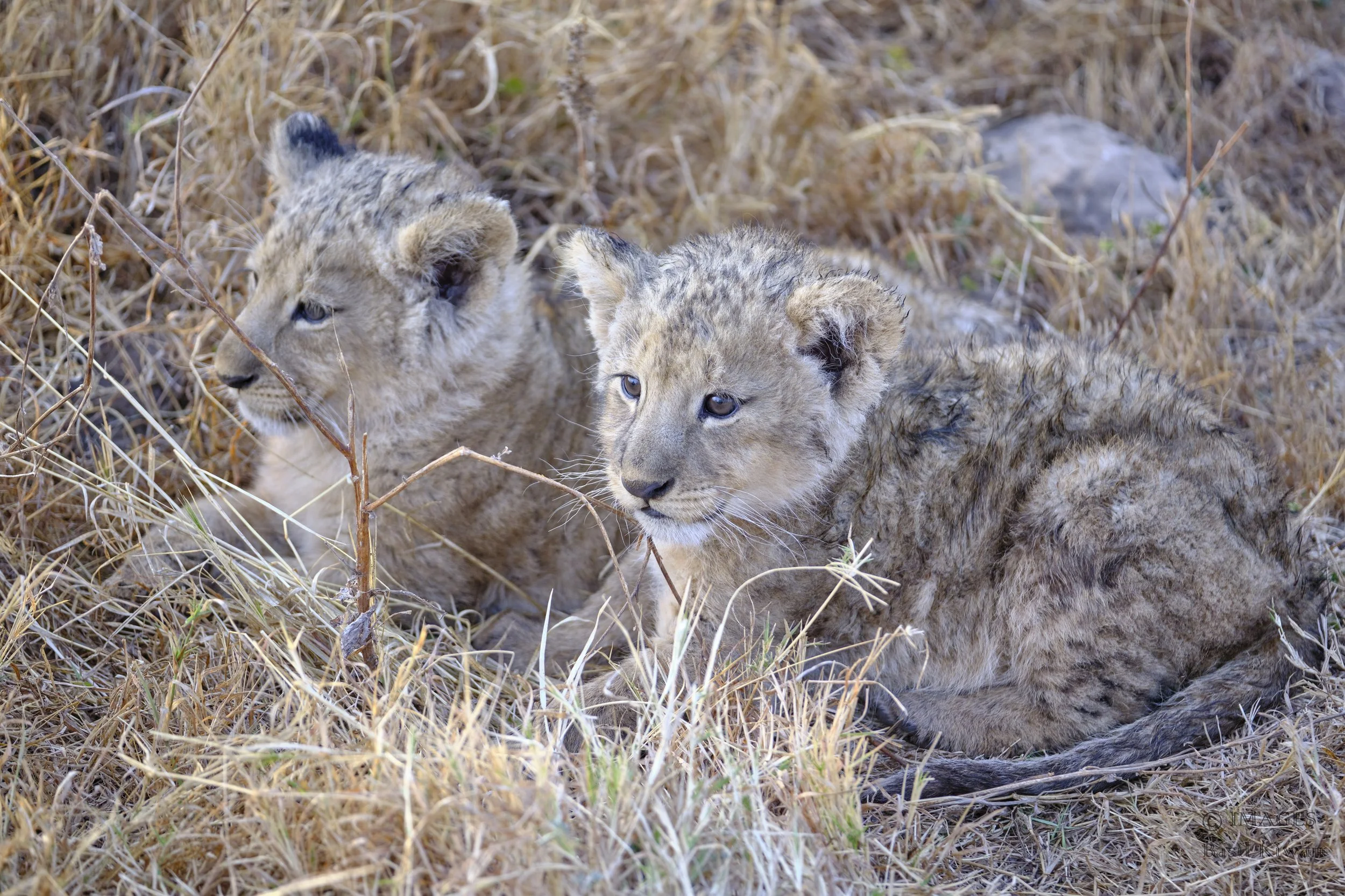 Lion CubsSep 29 2025.jpg