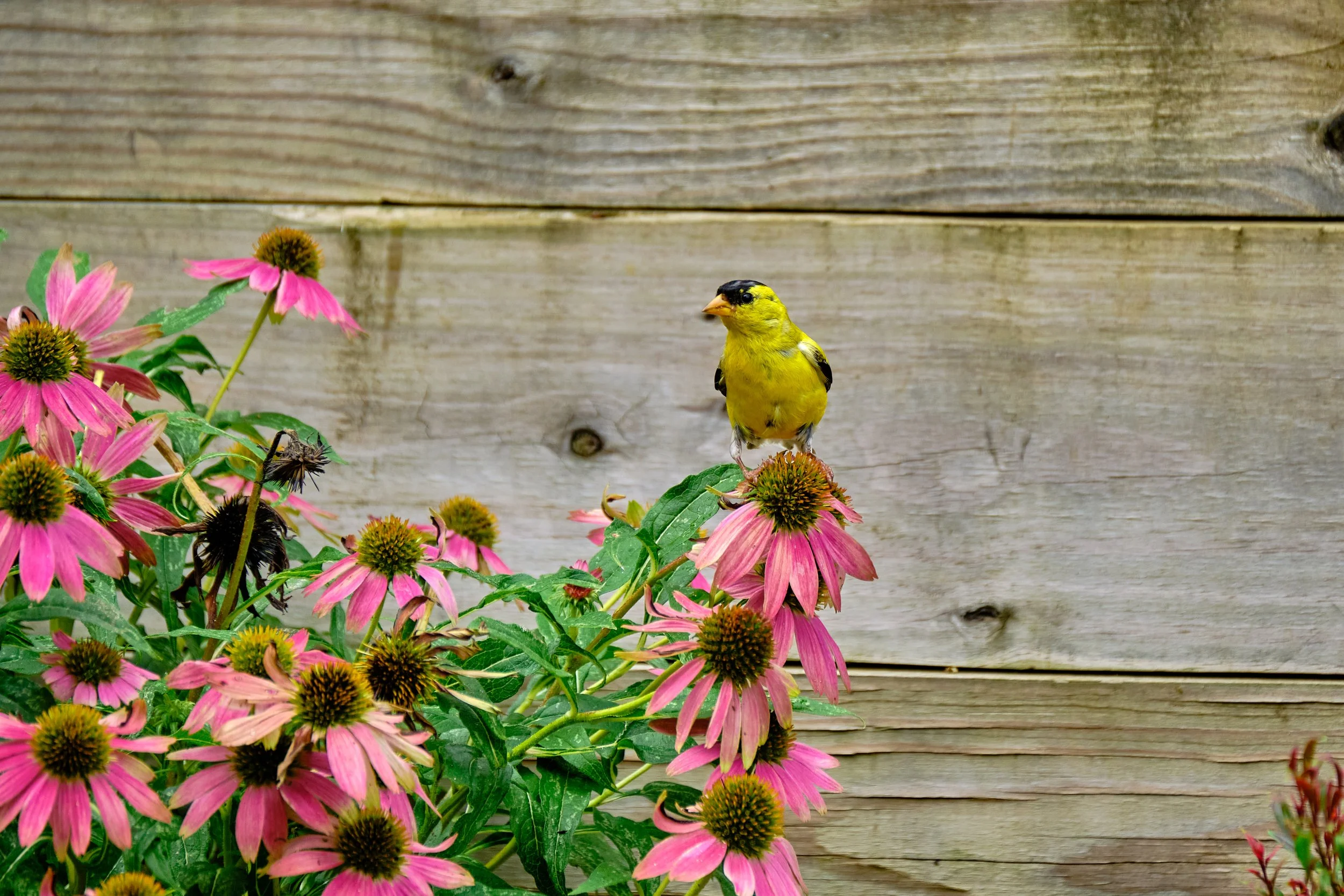 Male Goldfinch on Coneflower