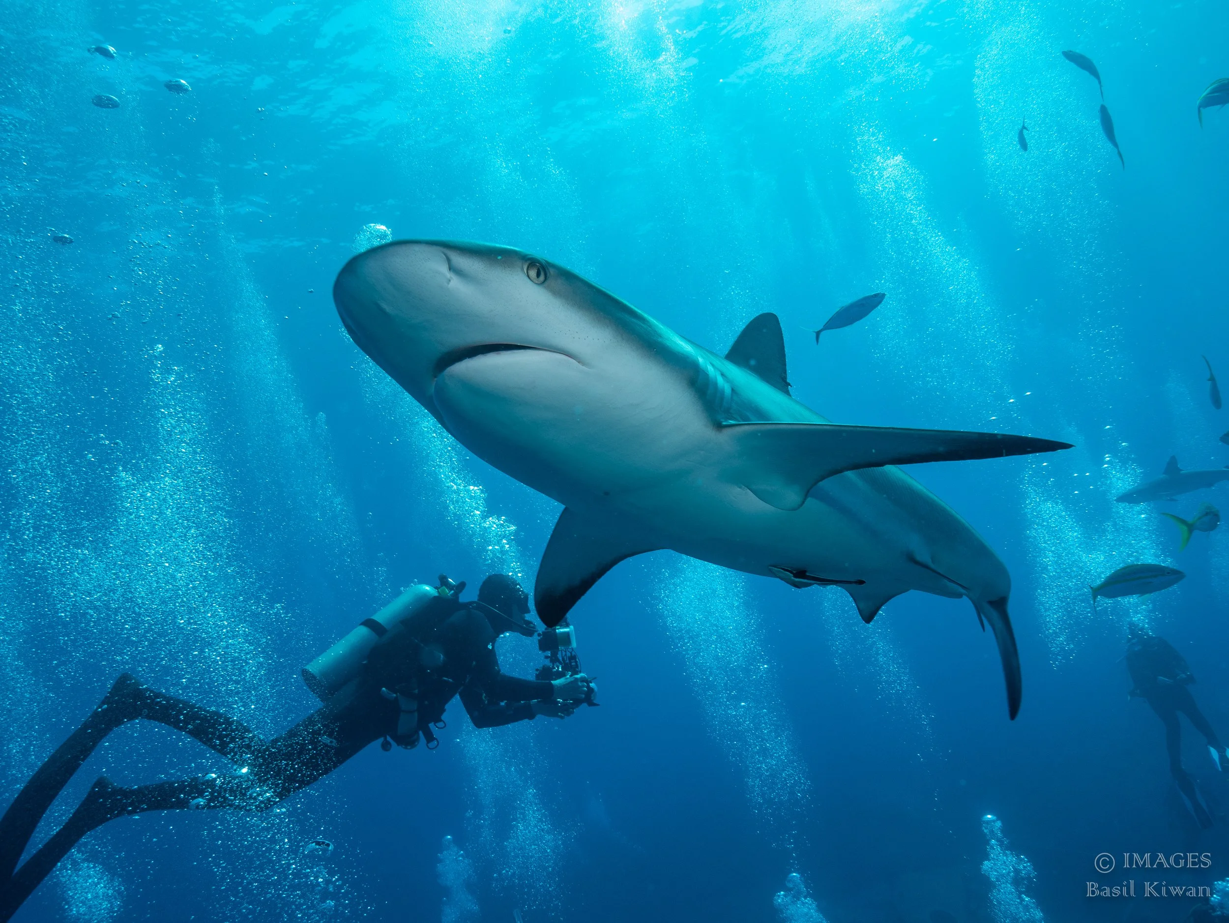 Marine Life