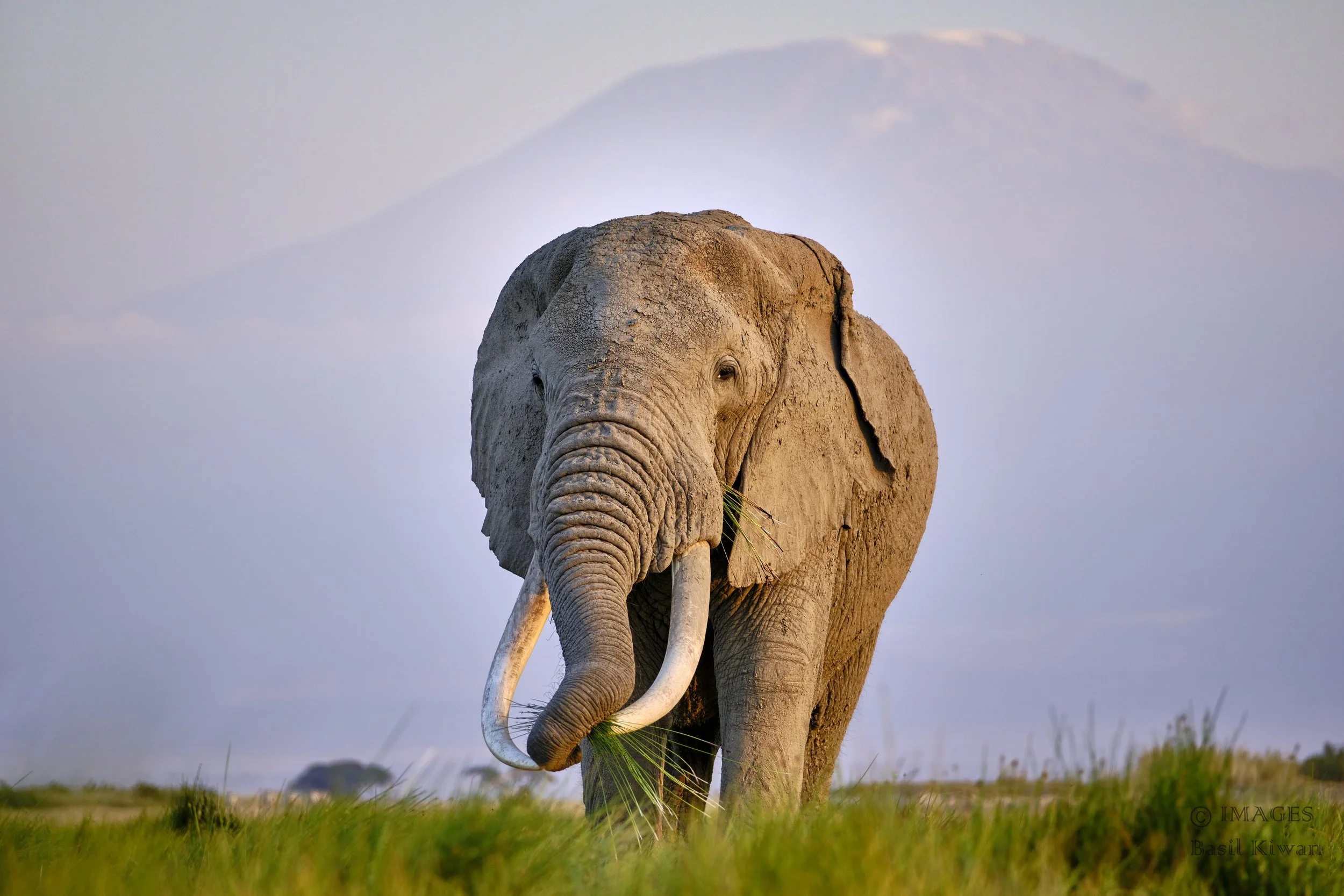 African Safari