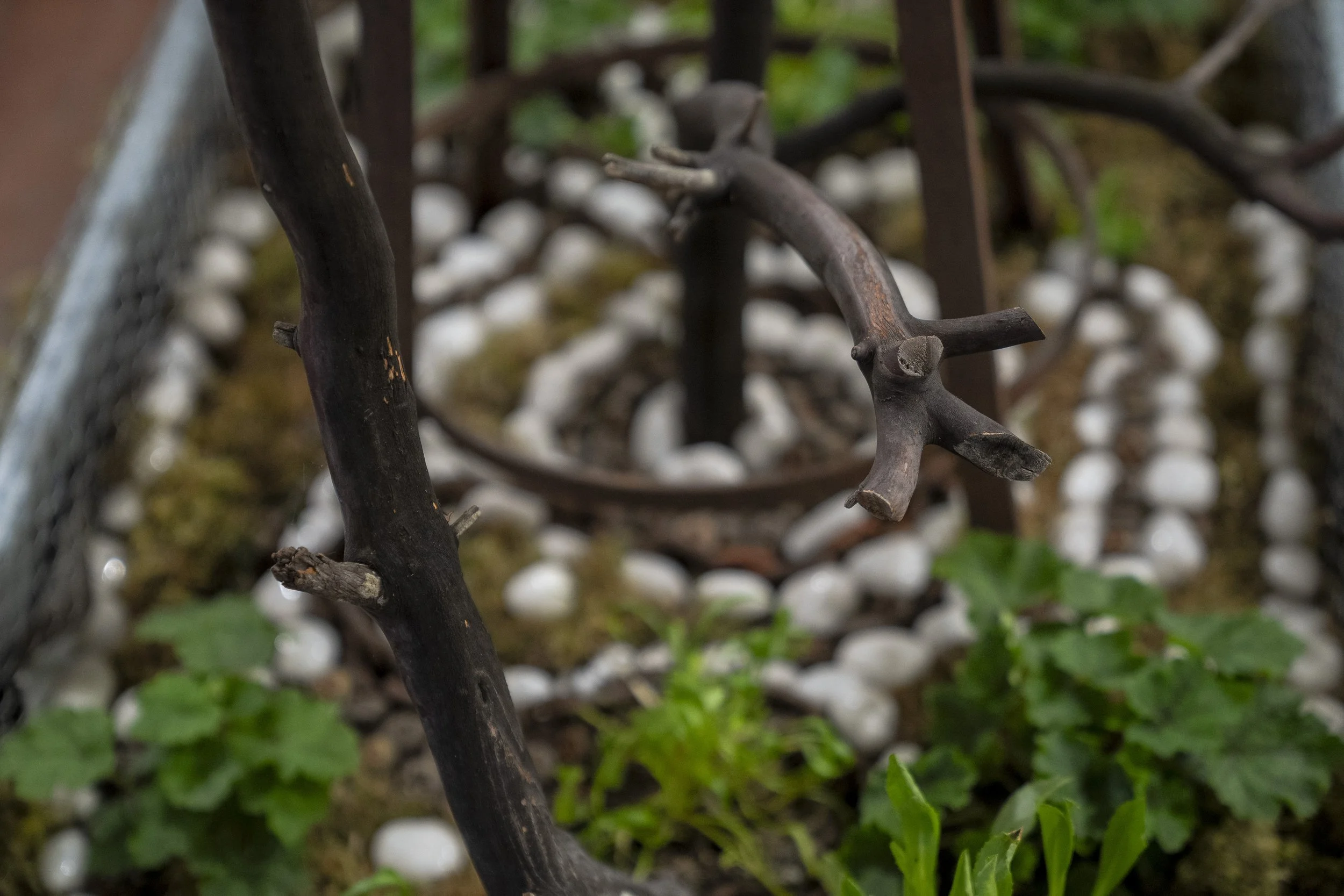 2024_MemoryGarden_MInooshZomorodinia_15.jpg