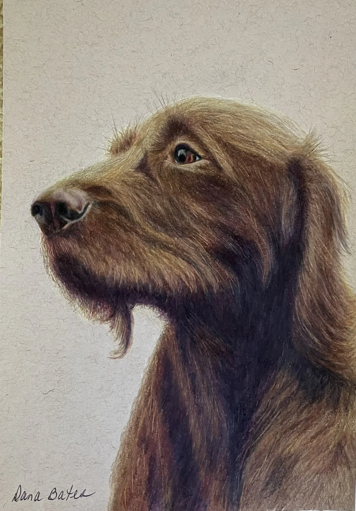 Close-up painting of a brown dog with a long snout, looking to the left, with signature 'Dana Basten' in the bottom left corner.