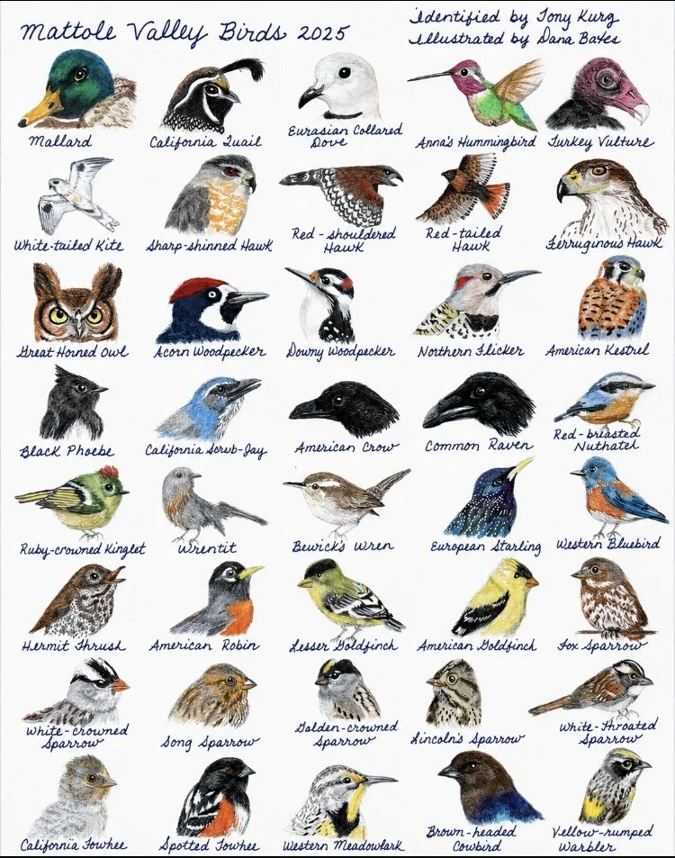 Illustration of various bird species with their names, including Mallard, California Jay, Eurasian Collared Dove, Anna's Hummingbird, Turkey Vulture, White-tailed Kite, Sharp-shinned Hawk, Red-shouldered Hawk, Red-tailed Hawk, Ferruginous Hawk, Great Horned Owl, Acorn Woodpecker, Downy Woodpecker, Northern Flicker, American Kestrel, Black Phoebe, California Scrub-Jay, American Crow, Common Raven, Red-breasted Nuthatch, Ruby-crowned Kinglet, Wren, Bewick's Wren, European Starling, Western Bluebird, Hermit Thrush, American Robin, Lesser Goldfinch, American Goldfinch, Fox Sparrow, White-crowned Sparrow, Song Sparrow, Golden-crowned Sparrow, Lincoln's Sparrow, White-throated Sparrow, California Towhee, Spotted Towhee, Western Meadowlark, Brown-headed Cowbird, Yellow-rumped Warbler.