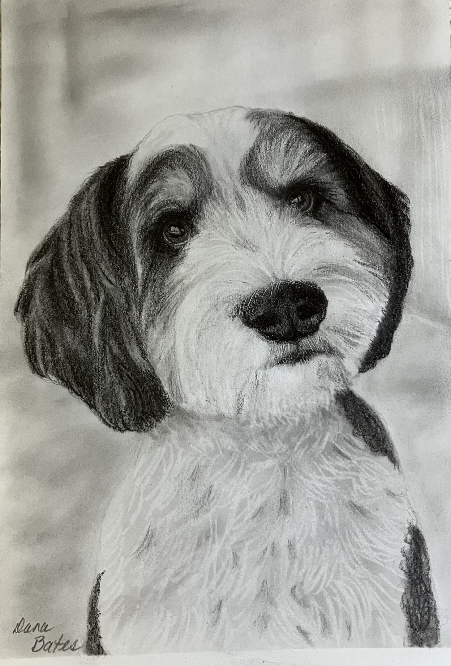 Graphite Pet Portraits