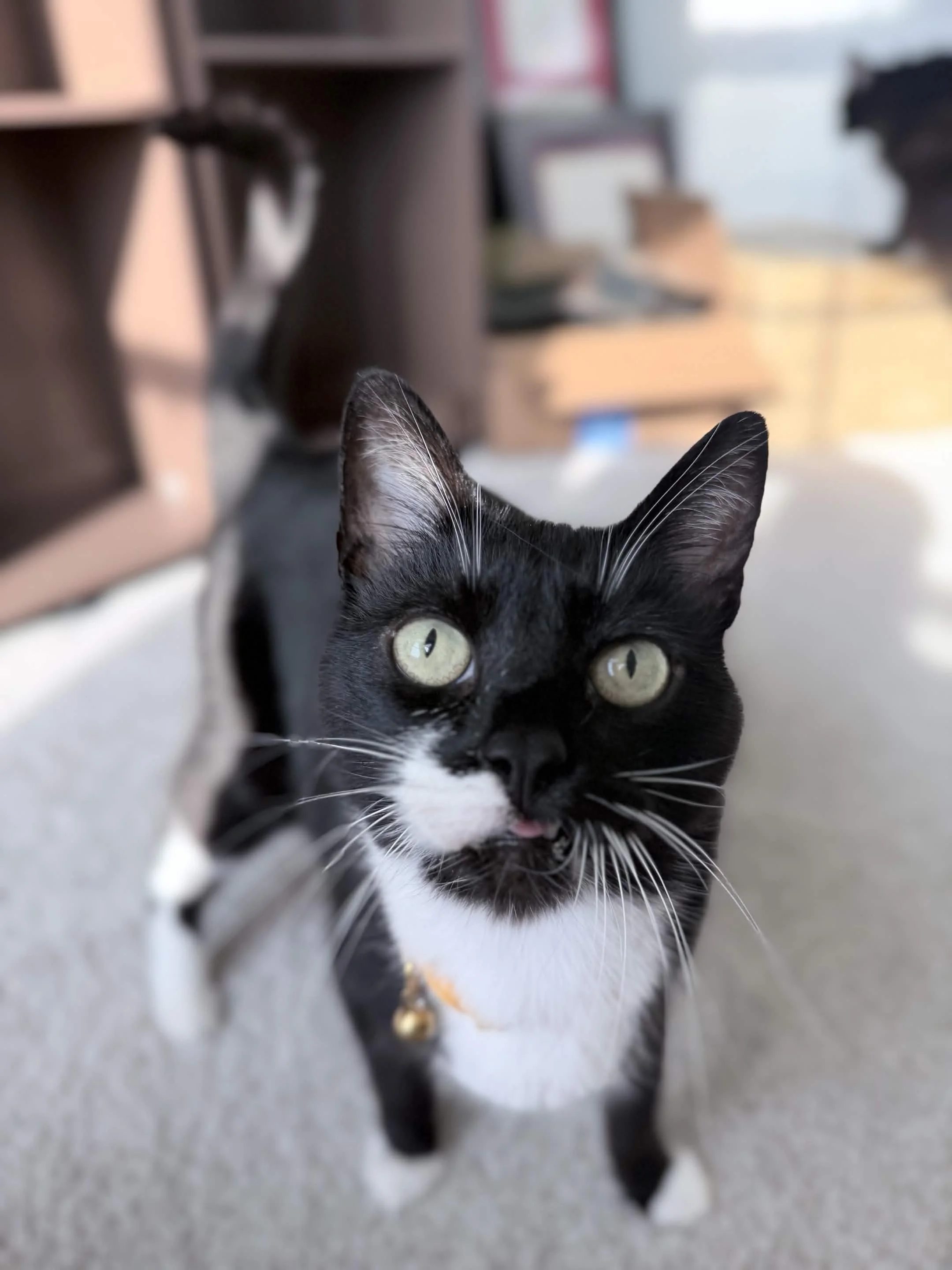 Close-up of a black and white cat with yellow-green eyes, showing the cat's face and ears, with blurred background.