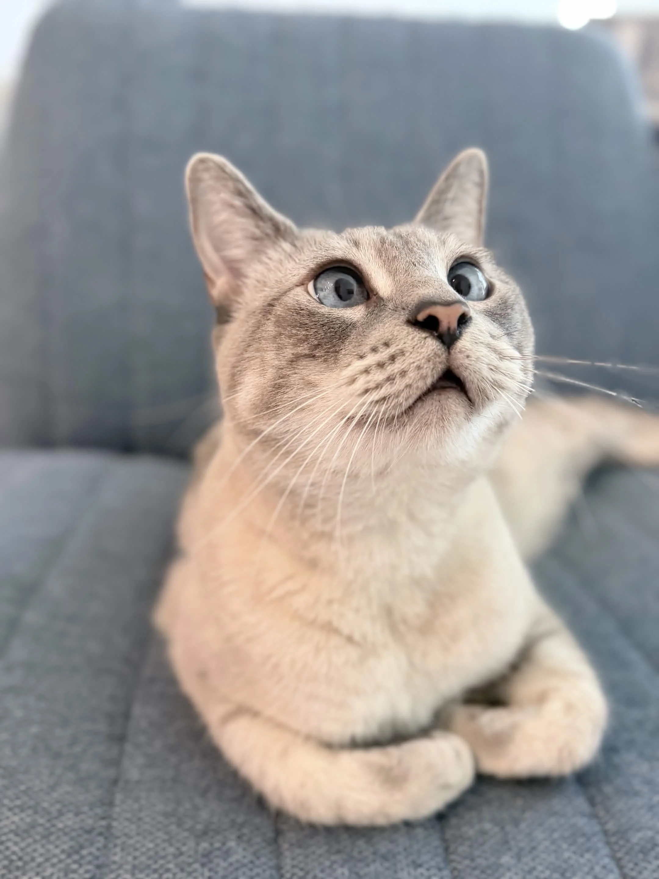 Close-up of a Siamese cat lying on a gray tiled floor. The cat has light tan fur with darker points and blue eyes. Its ears are upright, and it appears to be looking up.