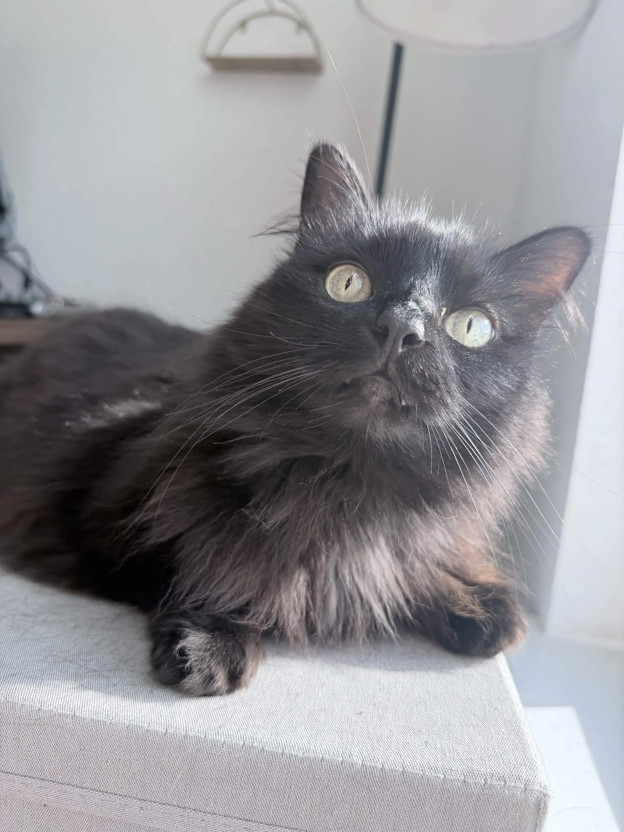 A black kitten with yellowish eyes resting on a light-colored surface, with a white wall and a lamp in the background.