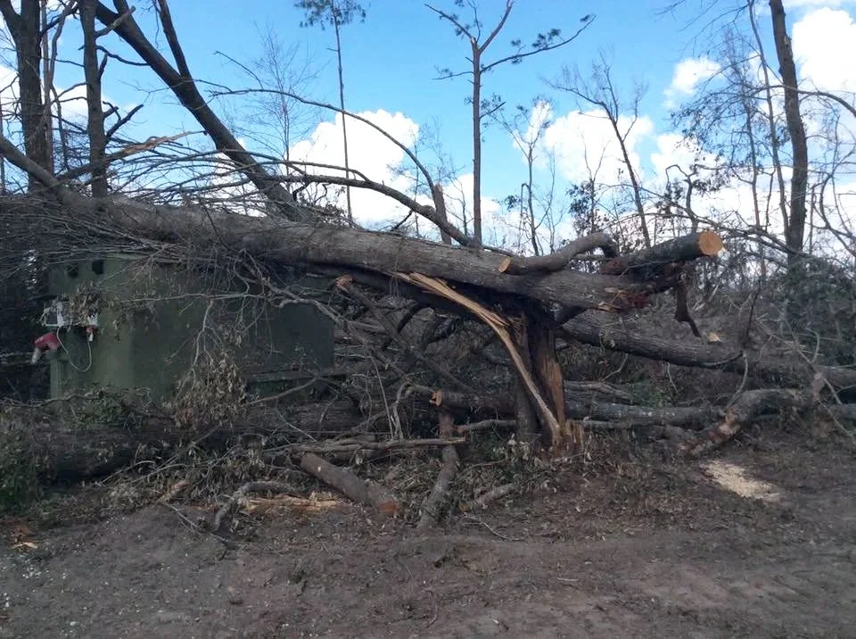 Fallen tree and debris on an above ground storm shelter in a wooded area.