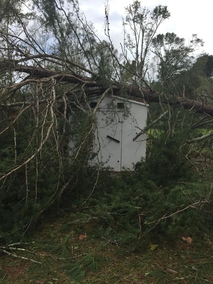 A fallen tree has toppled onto an above ground storm shelter in a wooded area.