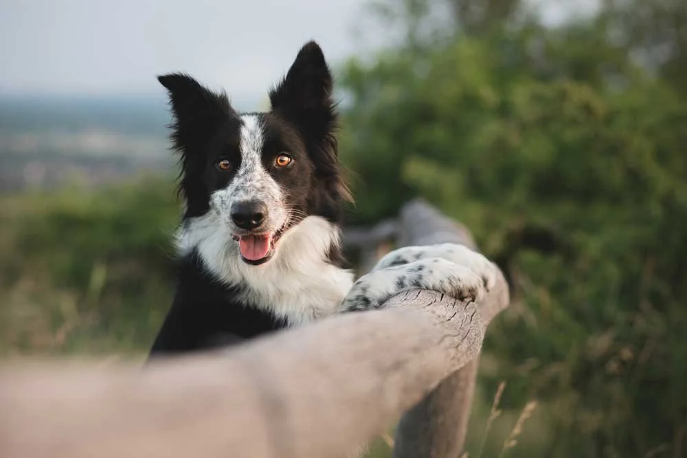 A black and white dog with pointy ears and brown eyes, resting one paw on a wooden railing outdoors, with a blurred green landscape in the background.