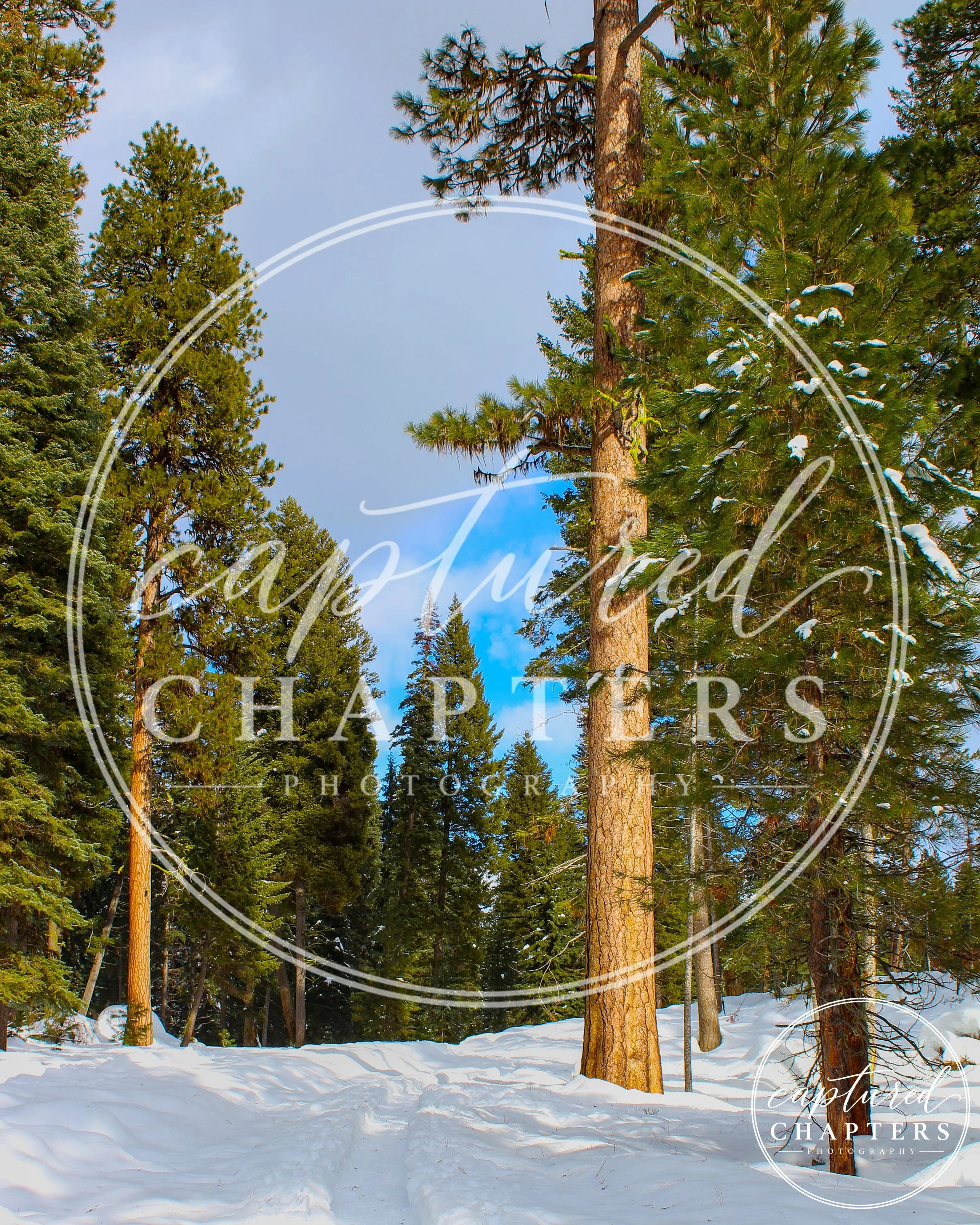 Bright Snowy Forest - Digital Download