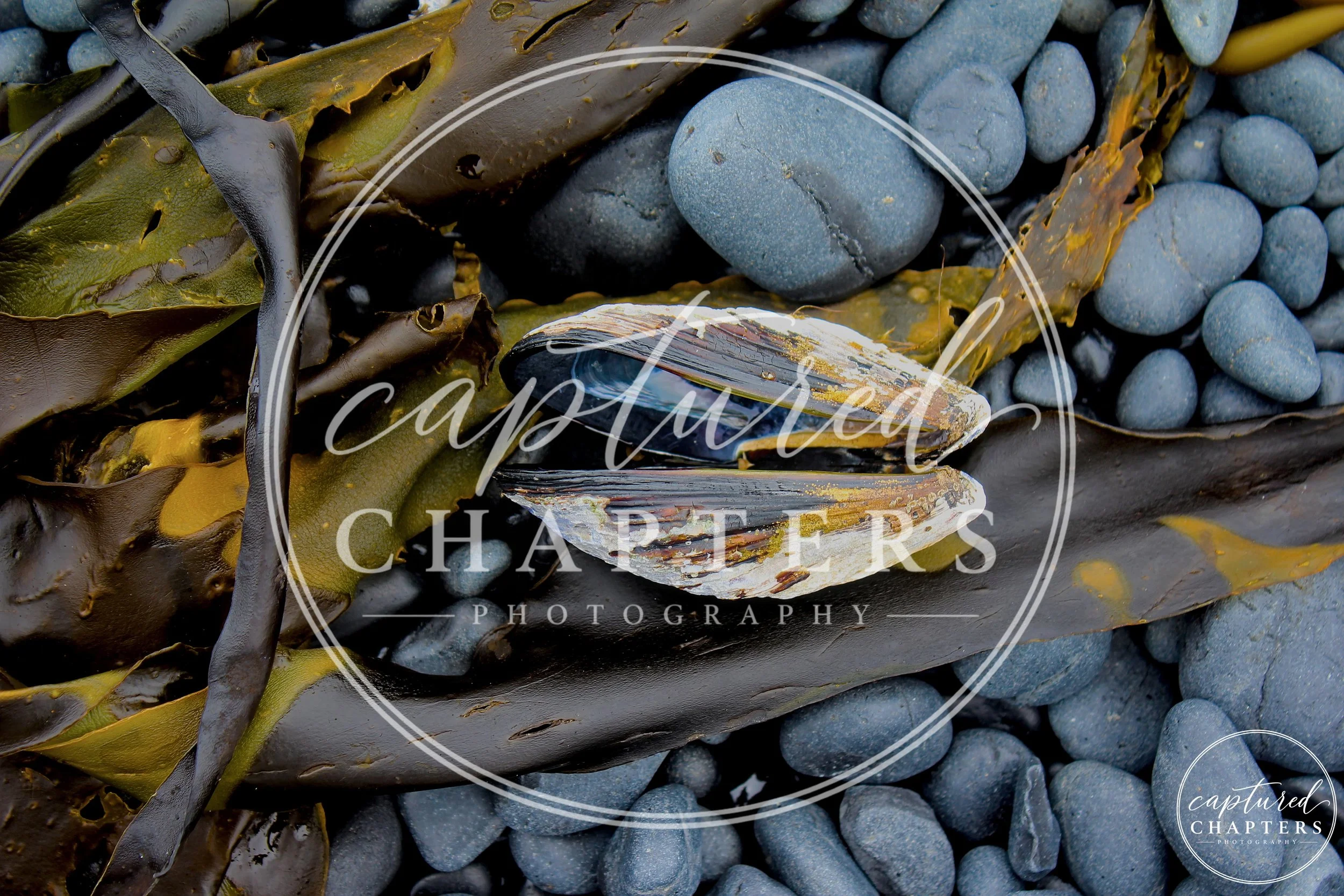 Natural Ocean Shell - Digital Download