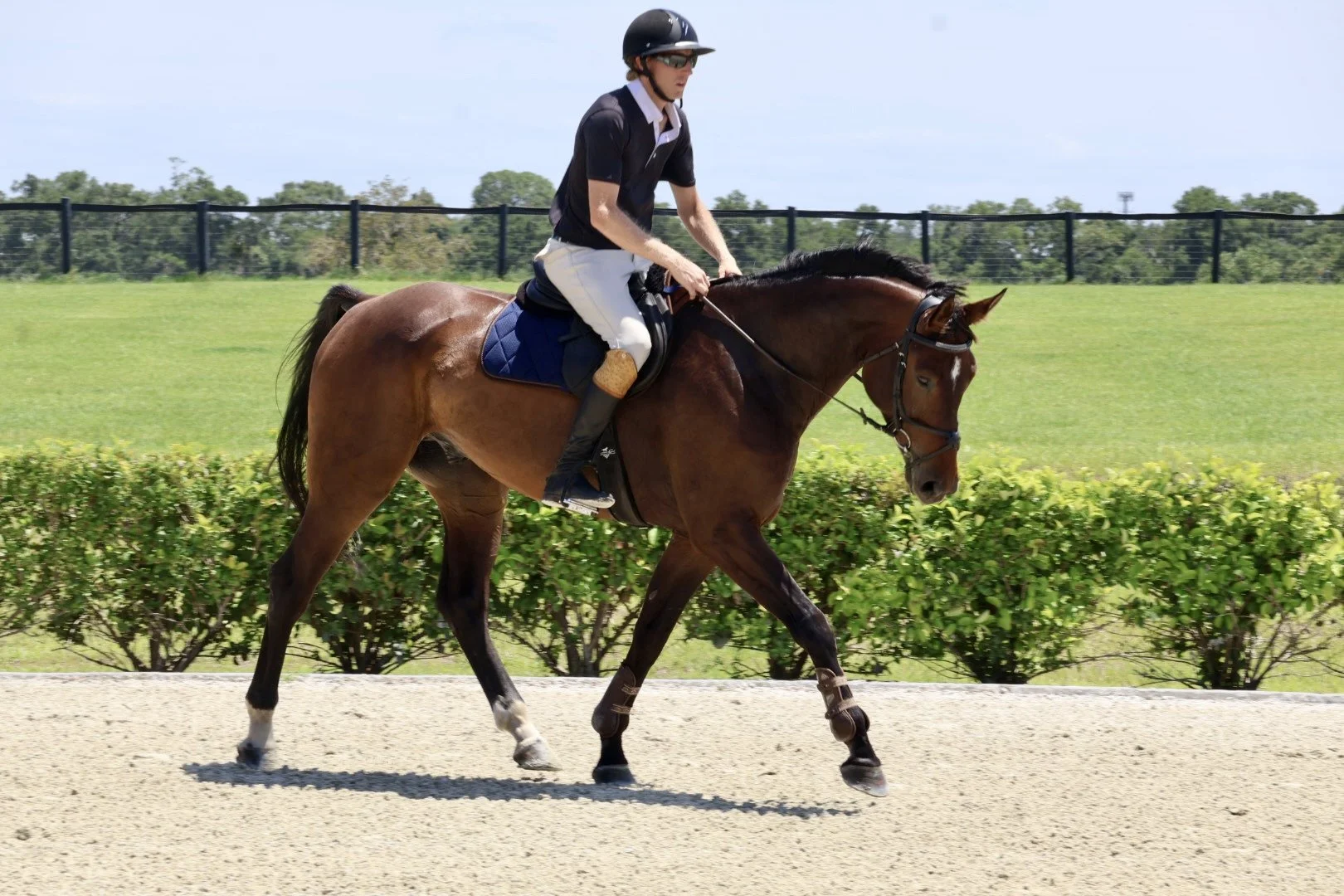 Professional Package (6+ Horses)
