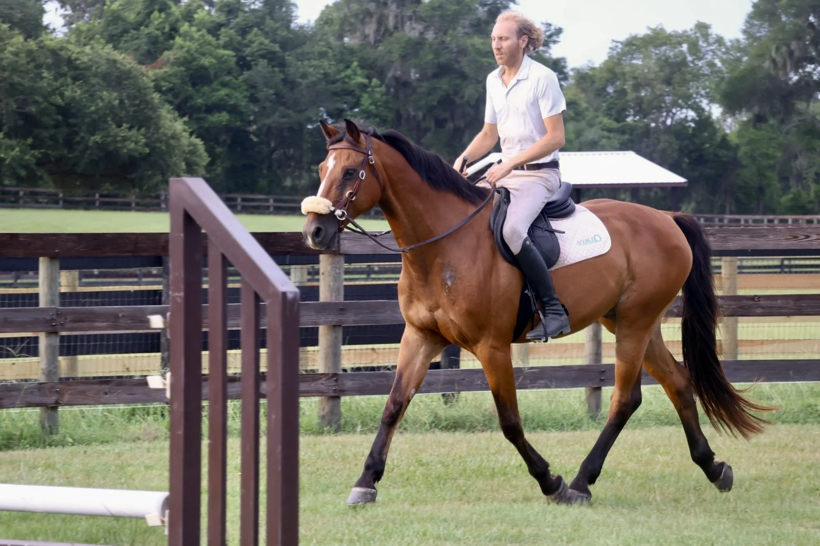 Professional Package (4 Horses)