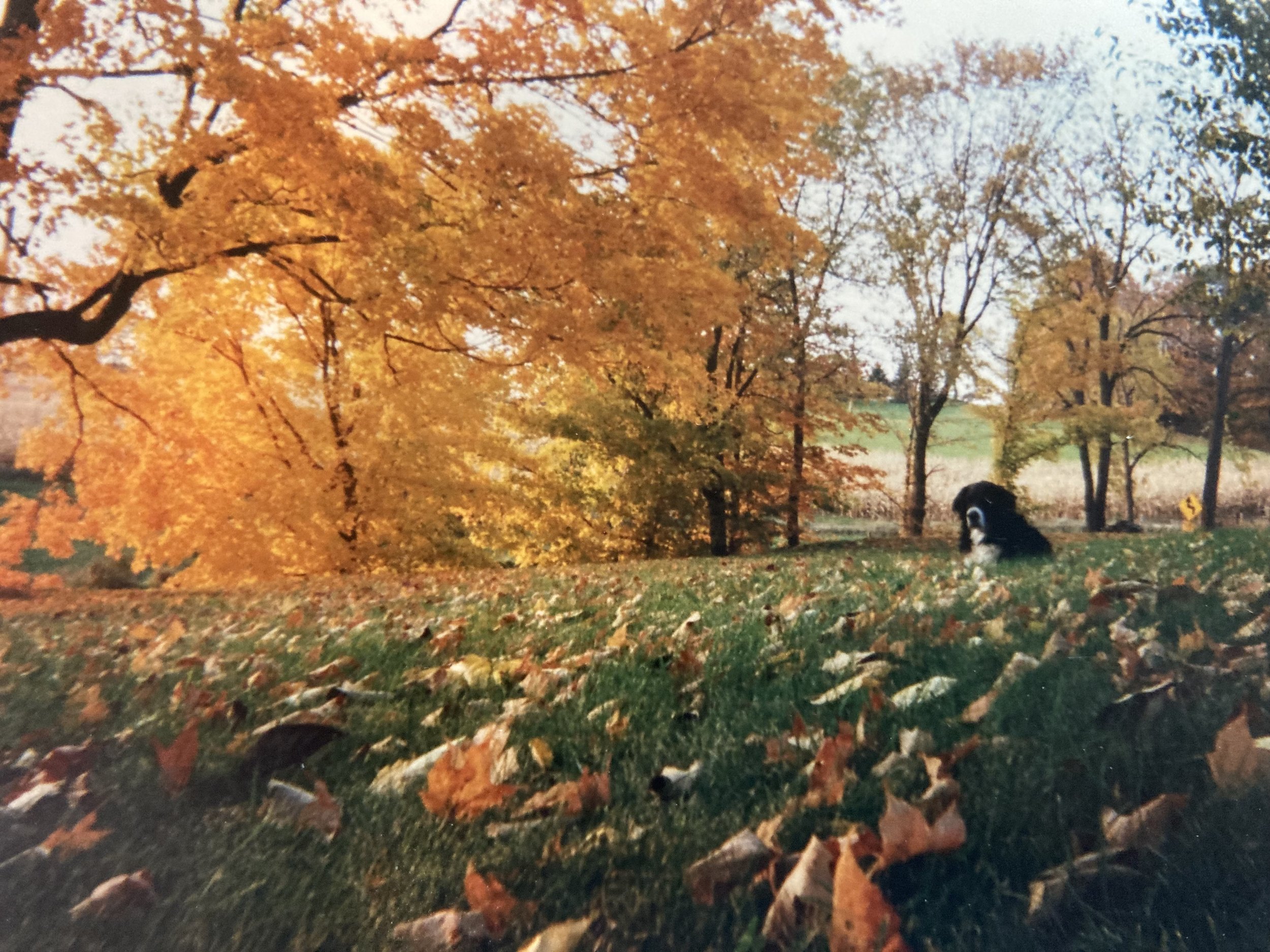Autumn landscape with orange trees and fallen leaves