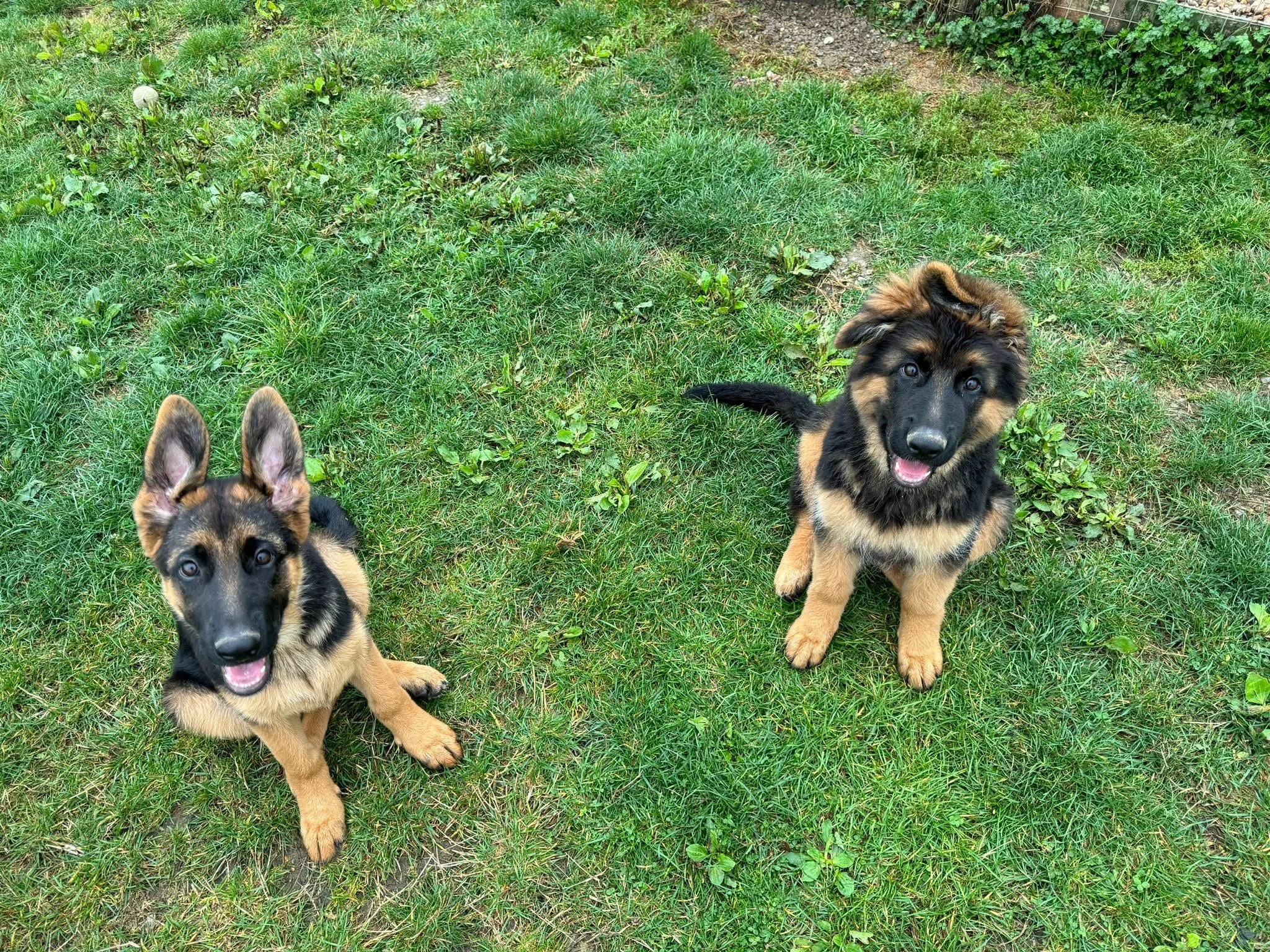General Obedience/Puppy Training