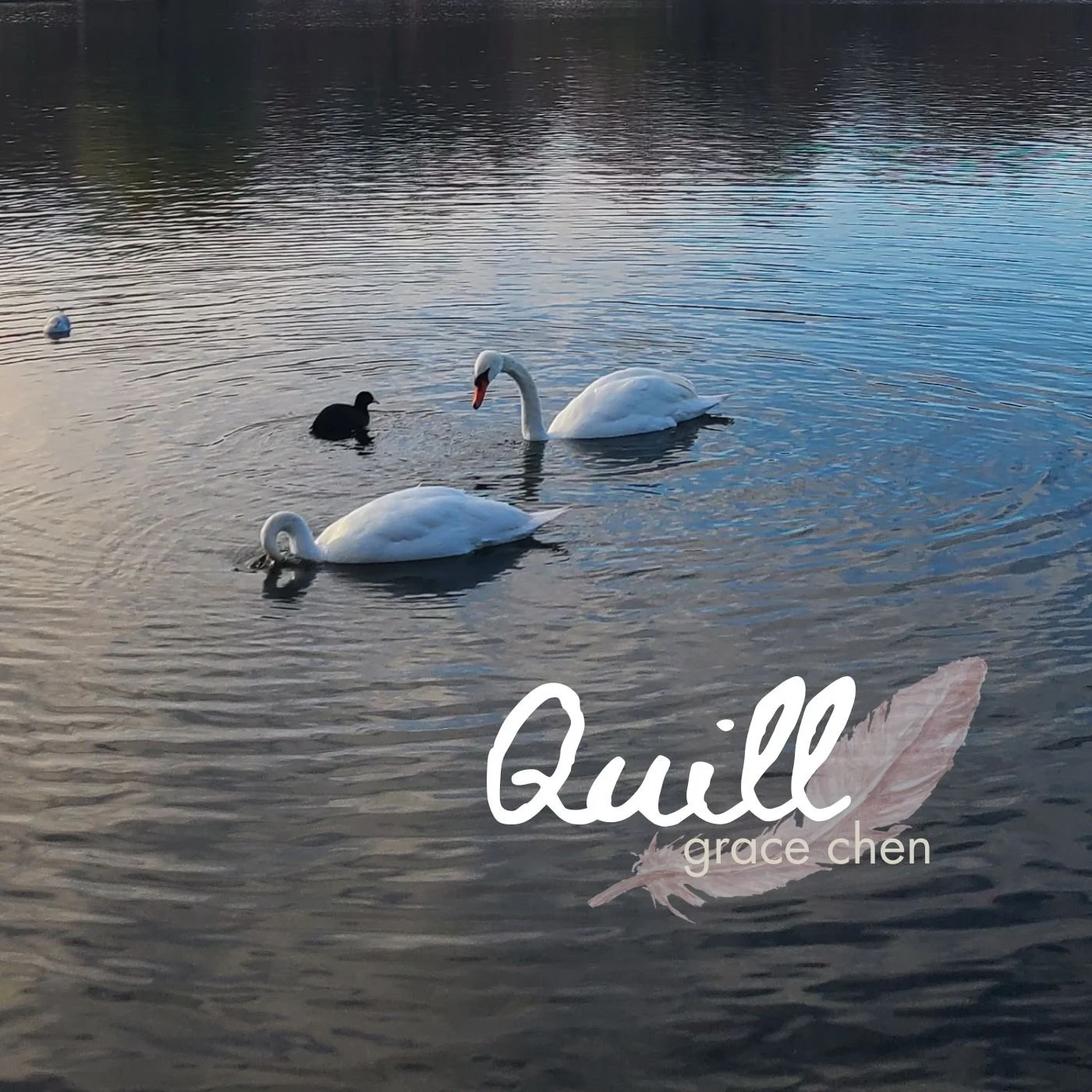 Quill