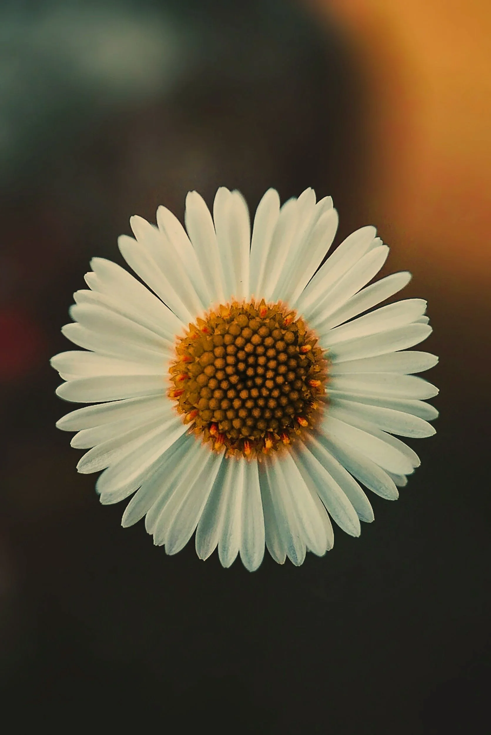 Close-up of a white daisy flower with a yellow and orange center, set against a blurred background.
