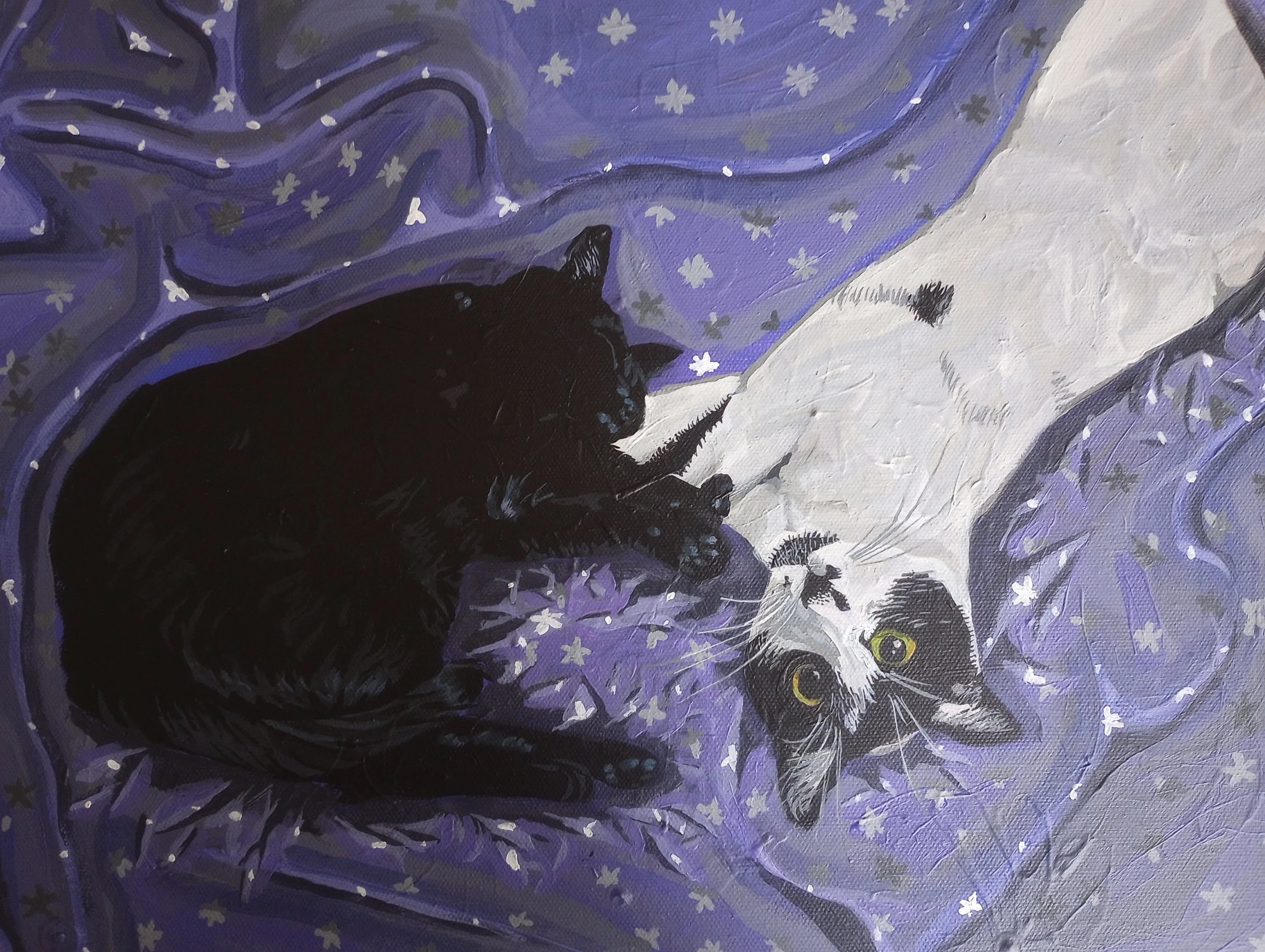 parkers cats.jpg