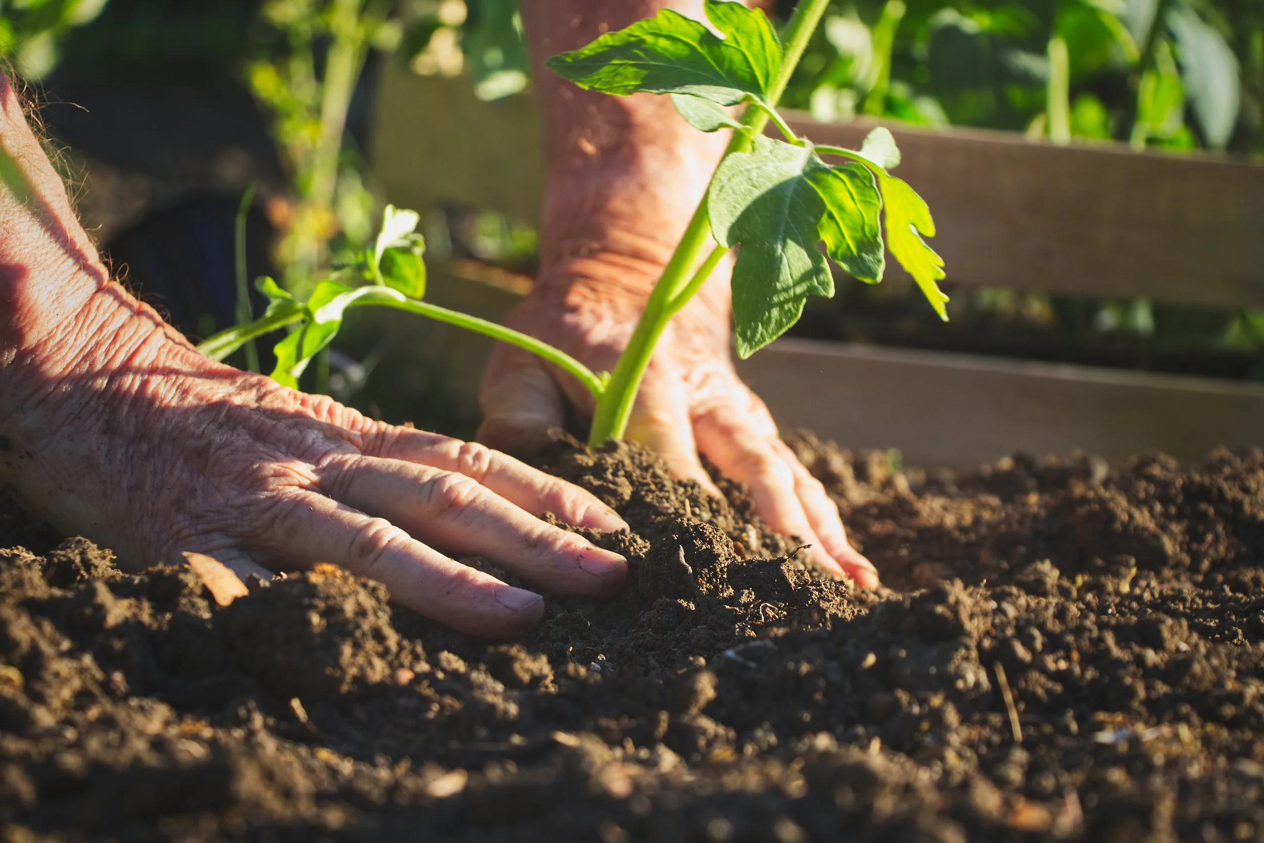 Close-up of a person planting a young green seedling in soil during daytime.