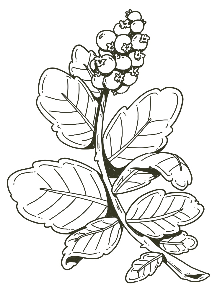 Outline drawing of a plant with multiple leaves and clusters of small round flowers or buds at the top.