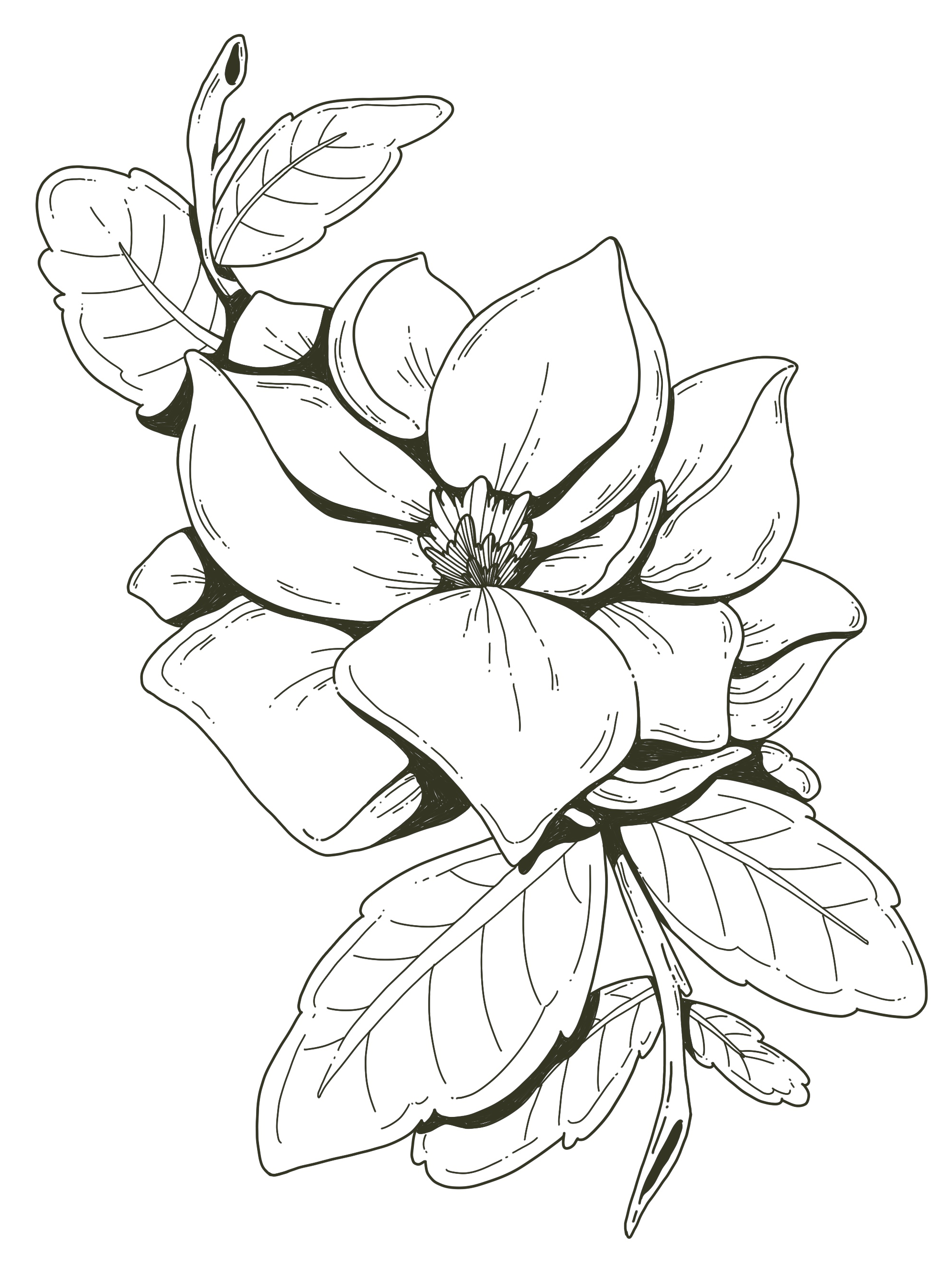 Line art outline of a magnolia flower with leaves and stems.