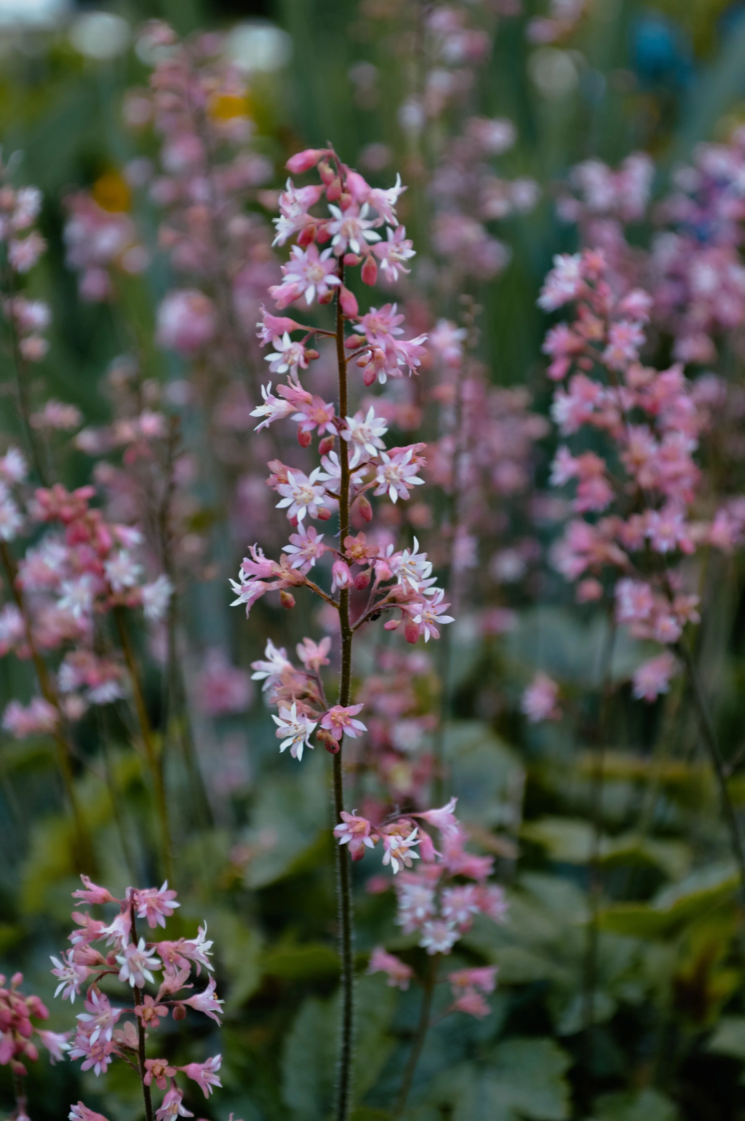 flowers s.jpg