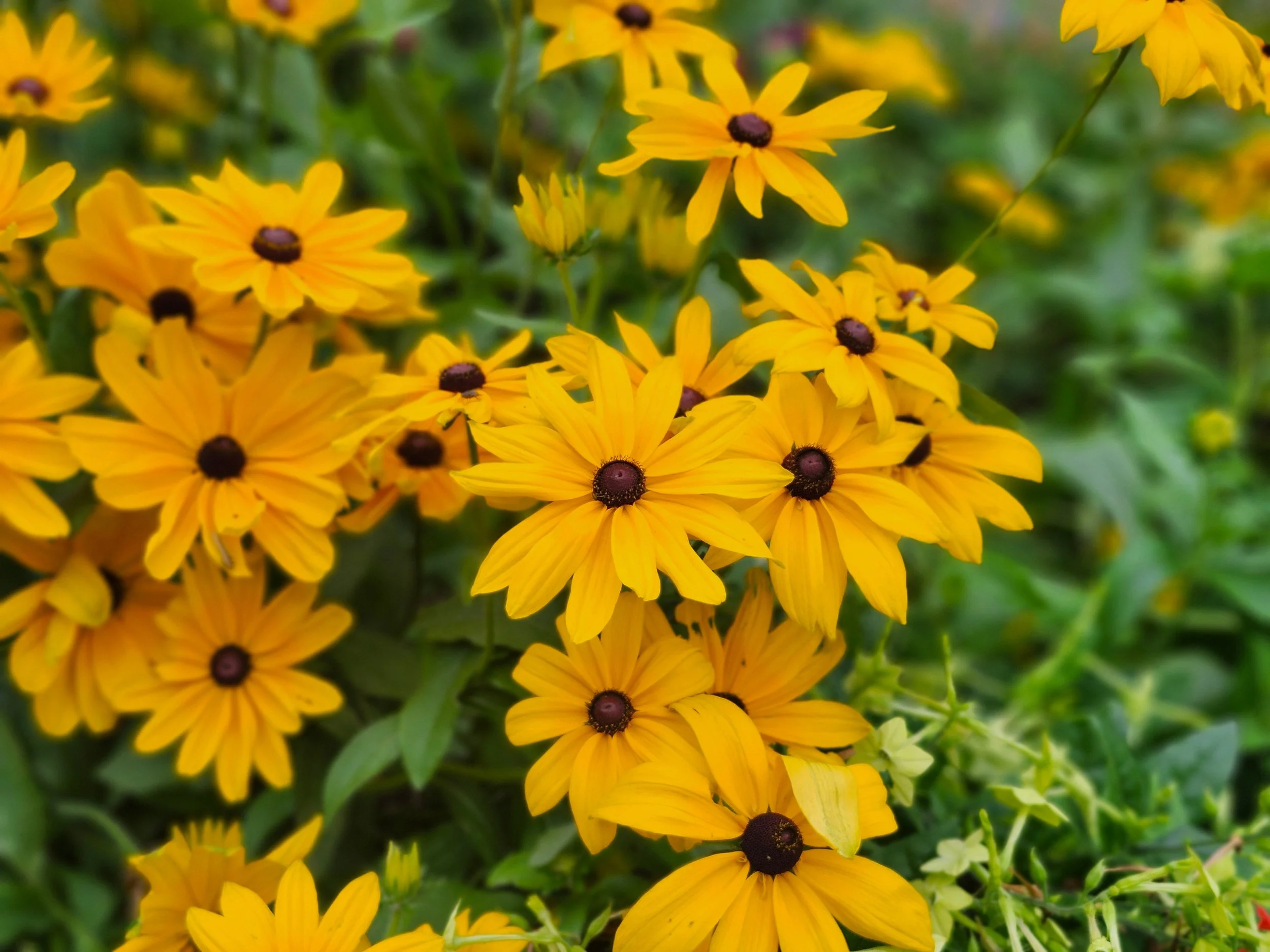 Flowers.jpg