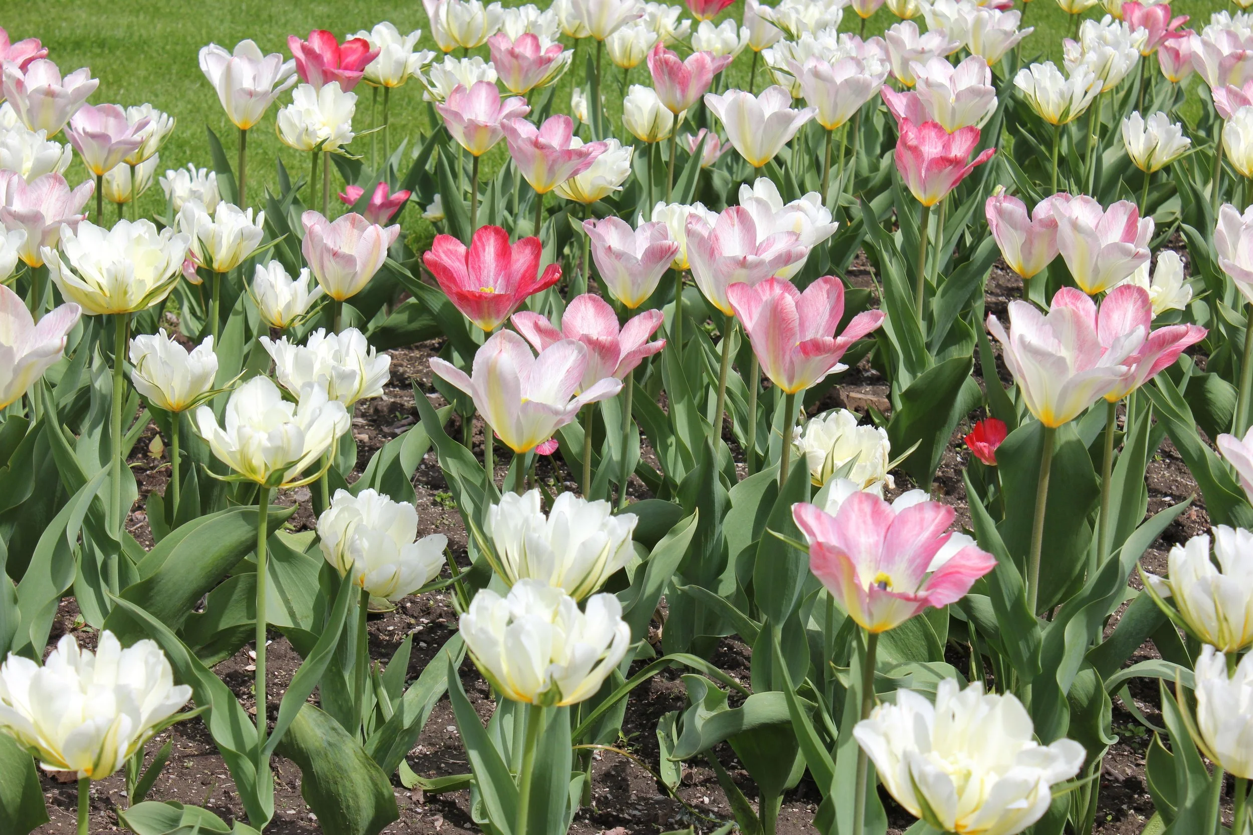 Flowers 1.jpg