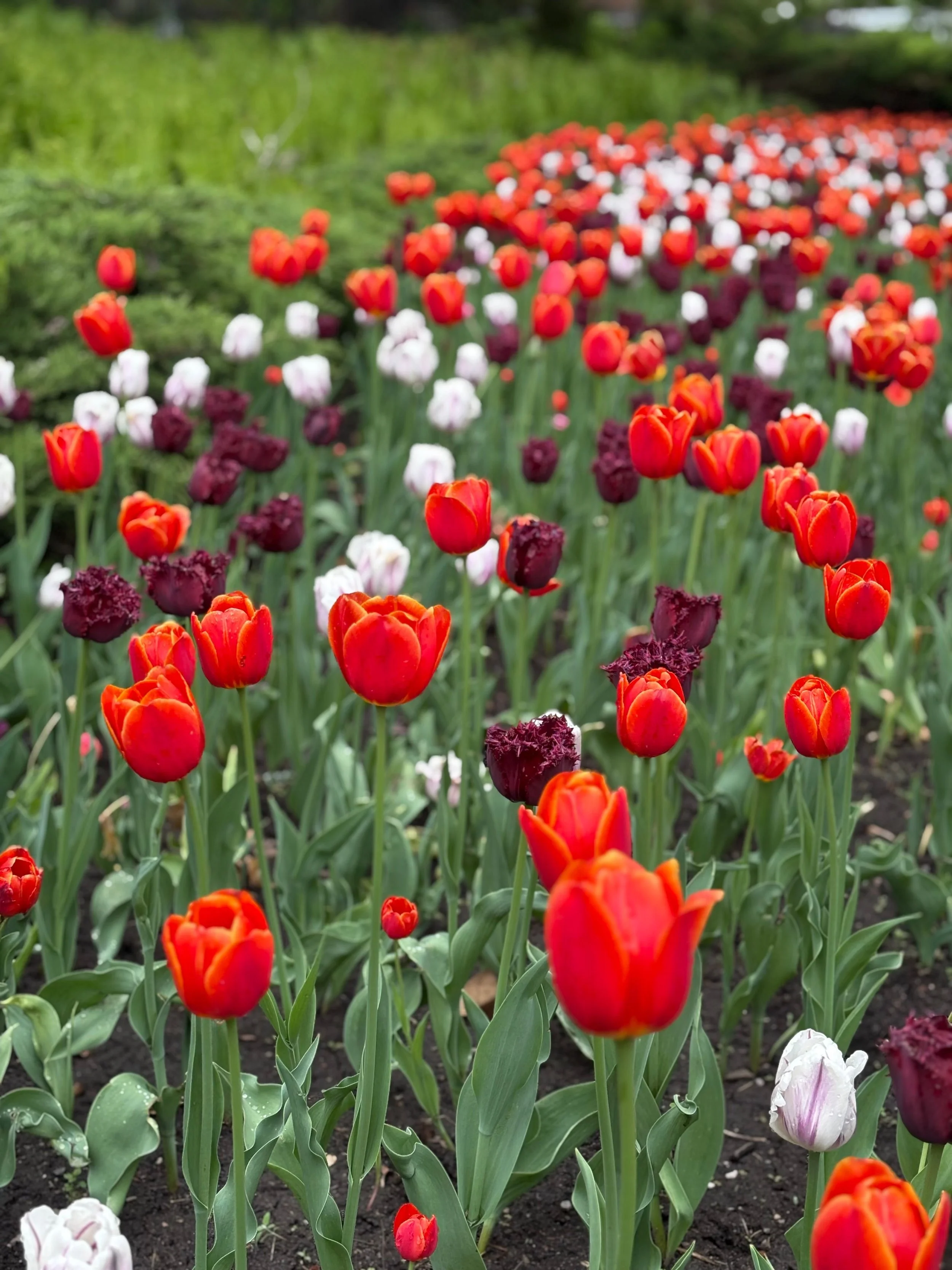 Flowers 5.jpg