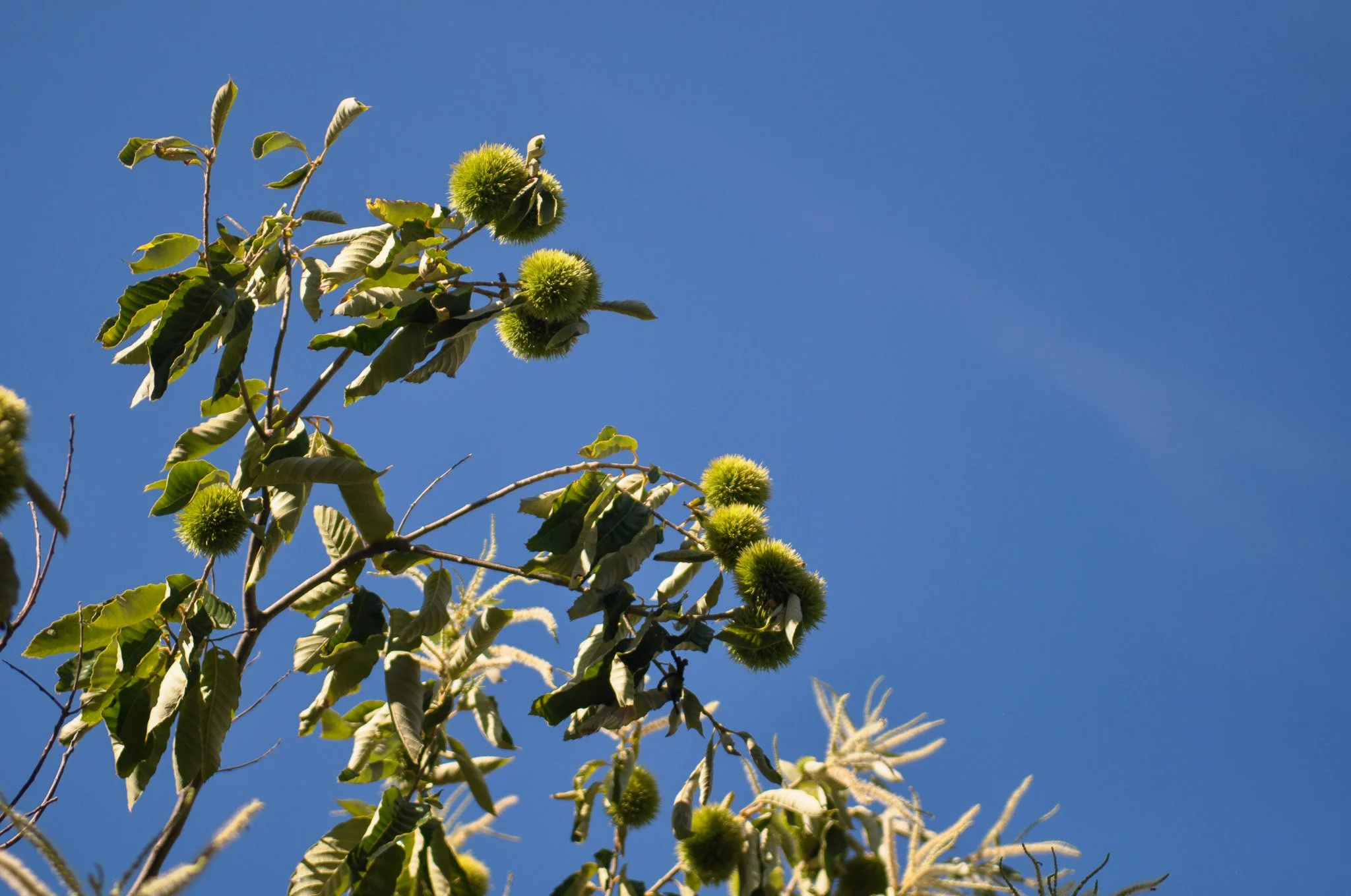 2026 SOLD OUT | Fresh Michigan Chestnuts | Medium/Large | 5 lbs