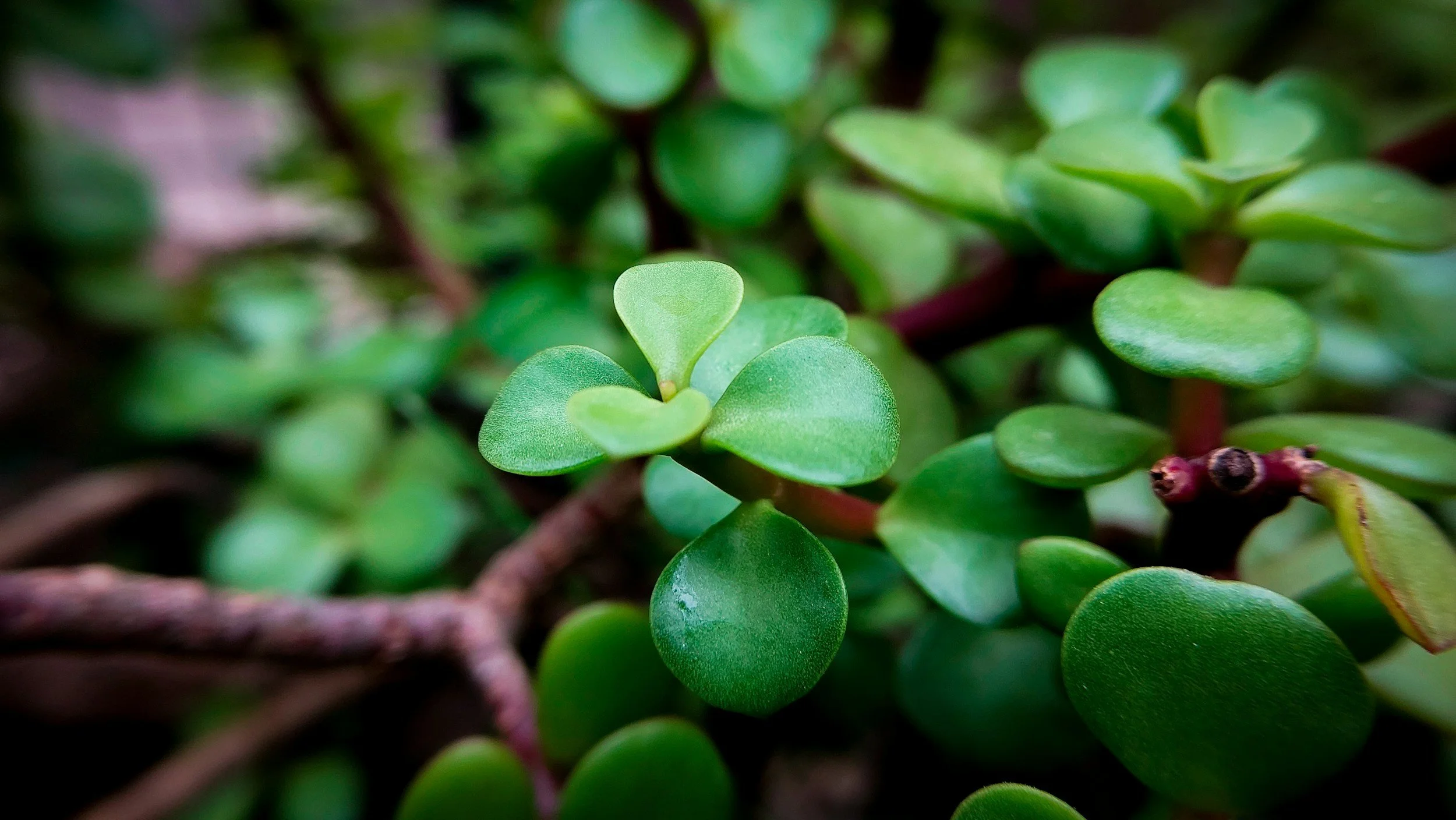 Close-up of small, green, oval-shaped succulent leaves with a slightly waxy surface, growing densely on brown stems.