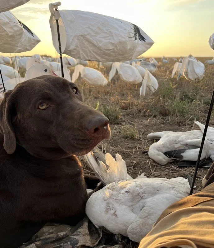 A dog resting on the ground next to a dead duck, with decoy ducks and decoy umbrellas in the background during sunset.