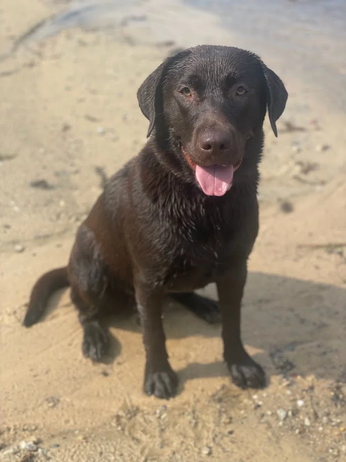 A black dog sitting on the sandy beach with water in the background, panting with its tongue out.