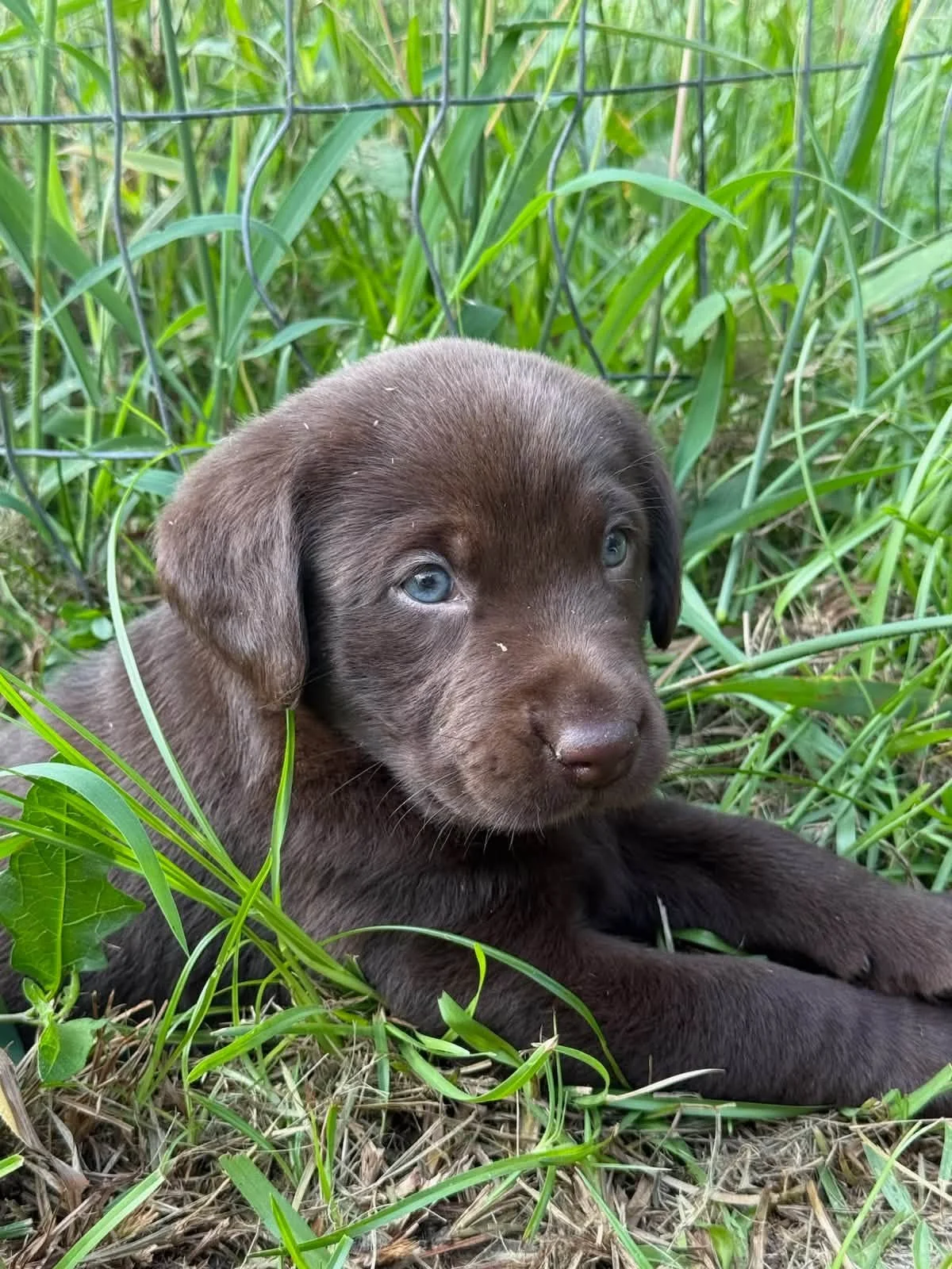 A young brown puppy with blue eyes lying in tall green grass and weeds.