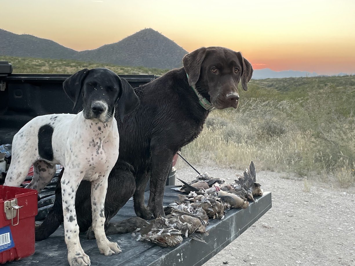 Two dogs sitting on the tailgate of a truck, with a pile of birds they presumably hunted, against a desert landscape at sunset with mountains in the distance.