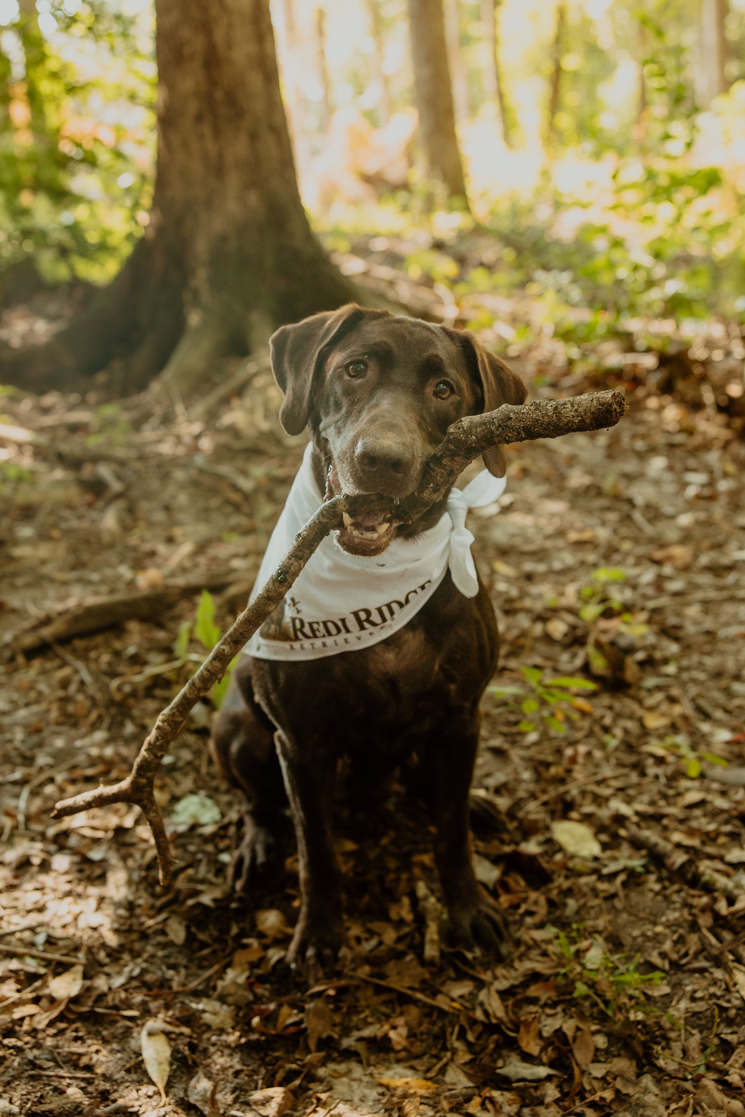 A dog with a dark coat and floppy ears holding a large branch in its mouth, sitting in a forest setting with sunlight filtering through trees and fallen leaves on the ground.