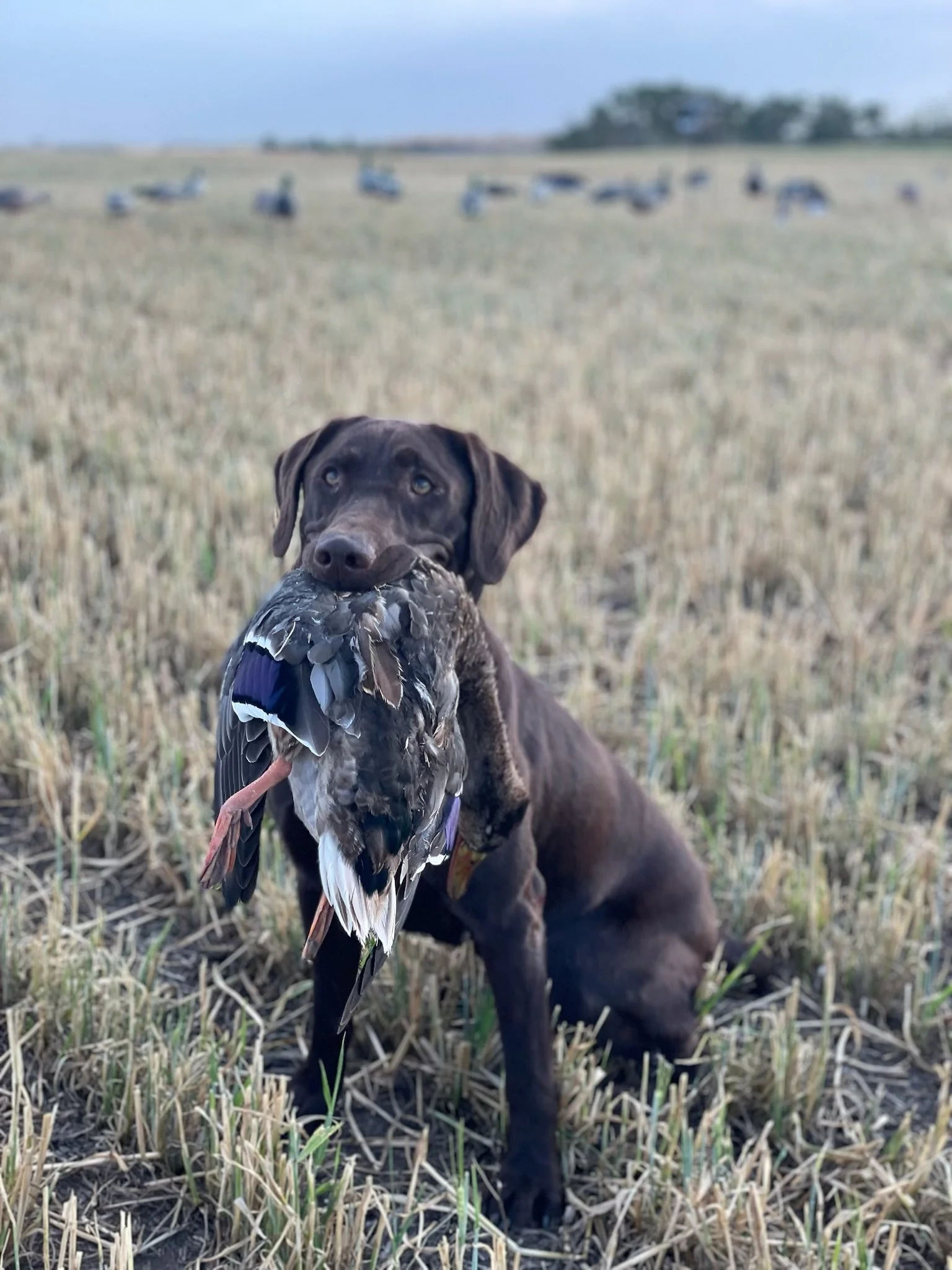 A brown puppy holding a bird in its mouth in a field with a flock of birds in the background.